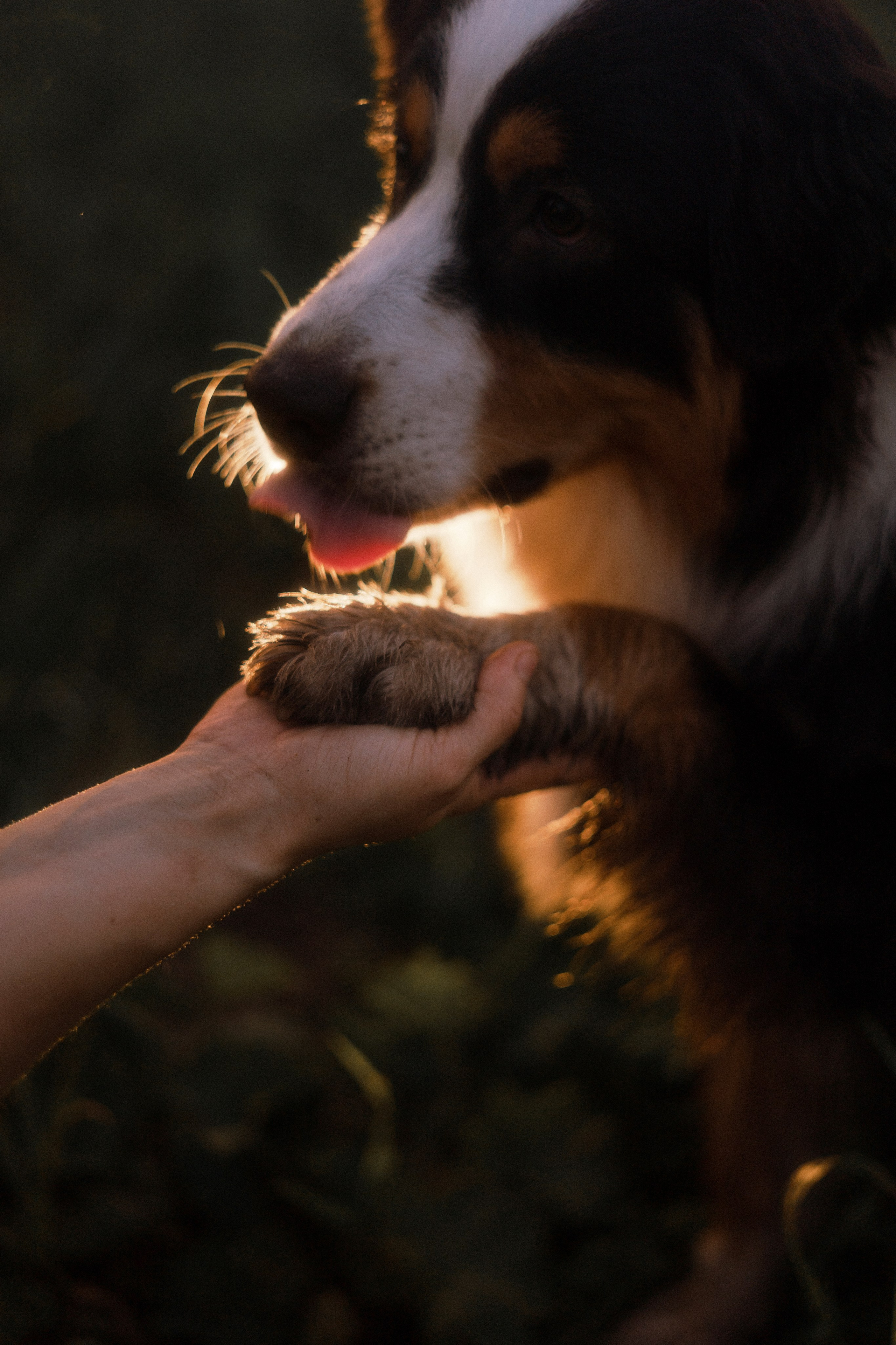 Яна и Уга. Фотограф-анималист Богданова Полина