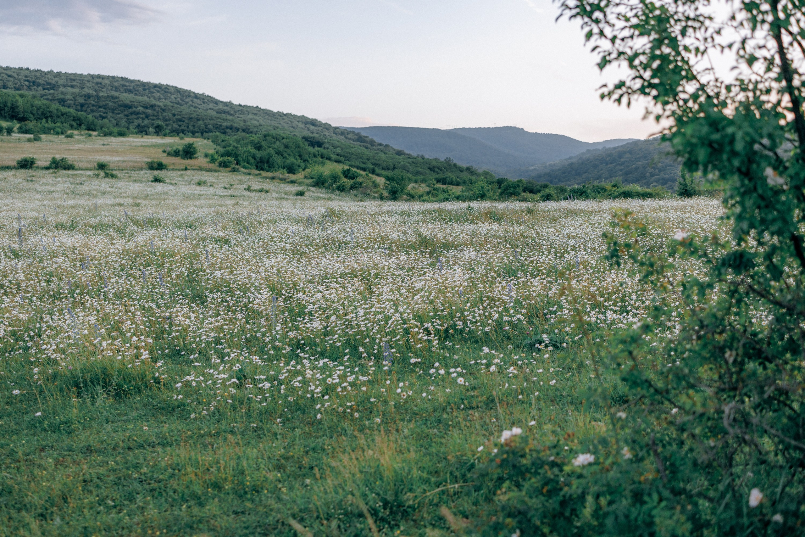 Picnic in the chamomile field in Georgia. Fedor Lemeshko — Destination Wedding and Family Lifestyle photographer
