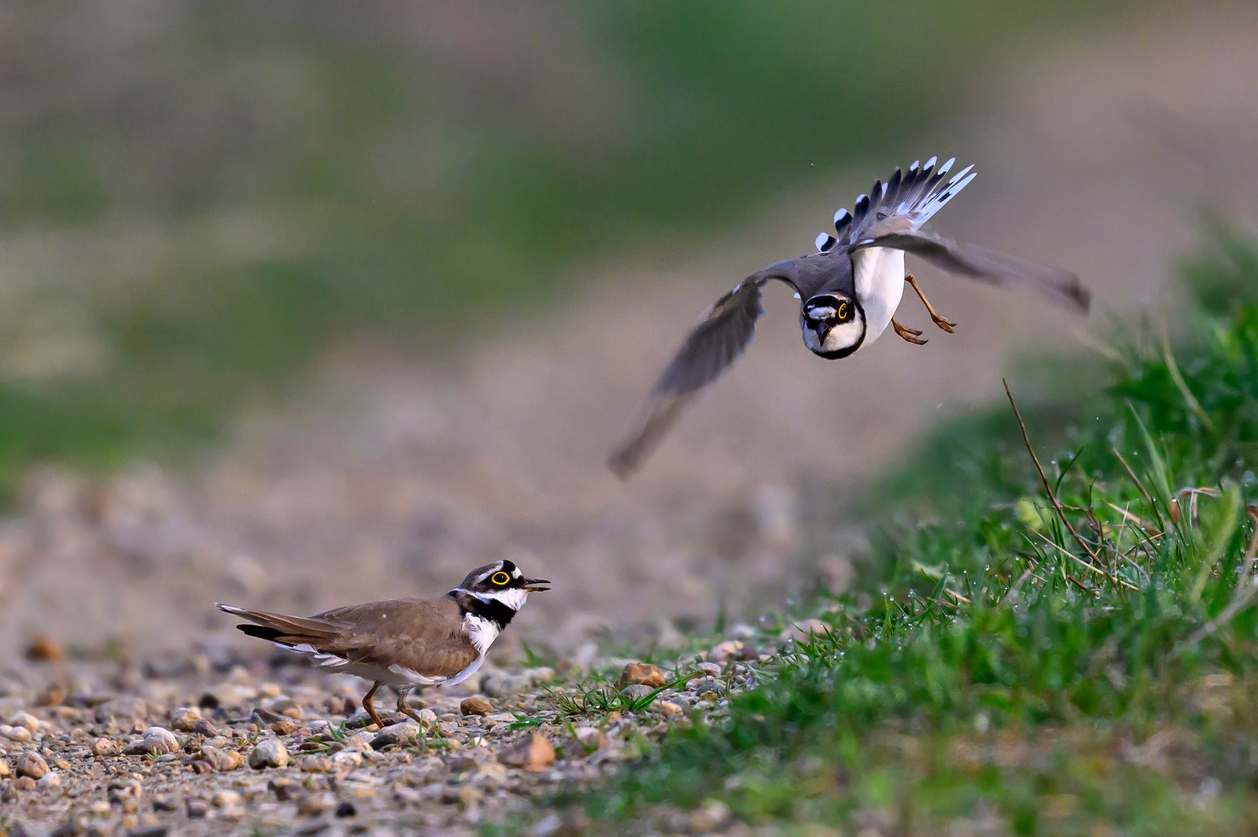 Малый зуек. Wildlife photography by Sergey Puponin