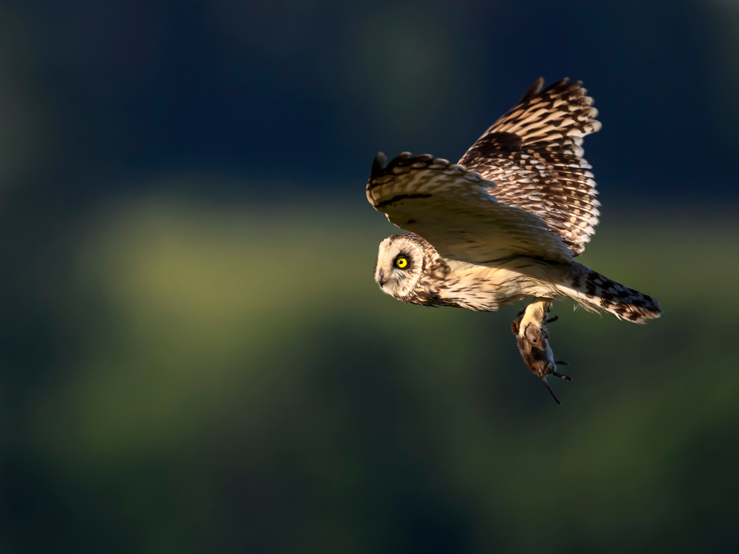 Охота совы. Фотограф Сергей Пупонин