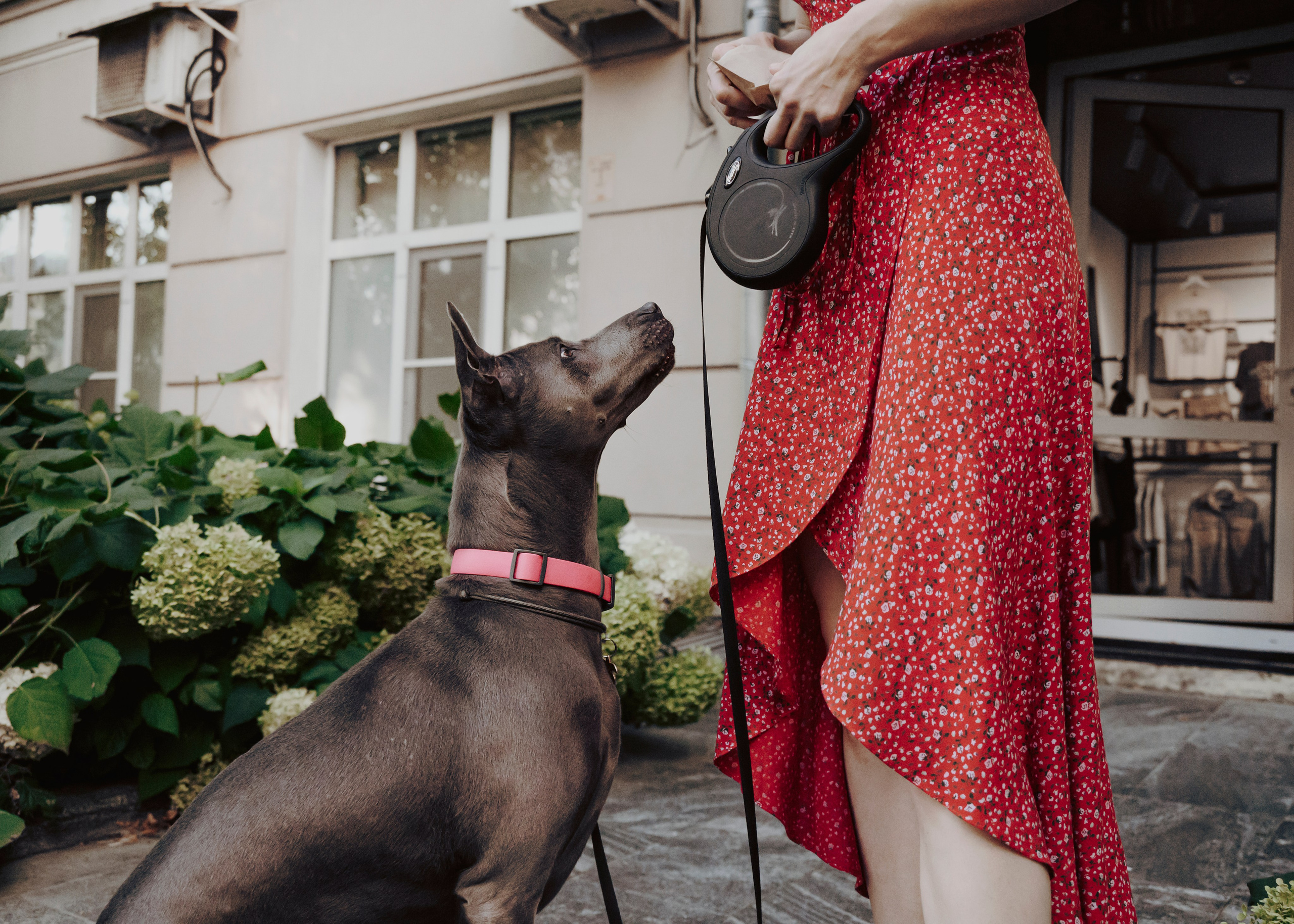 Шарма. Фотограф- анималист Александра Матвеева