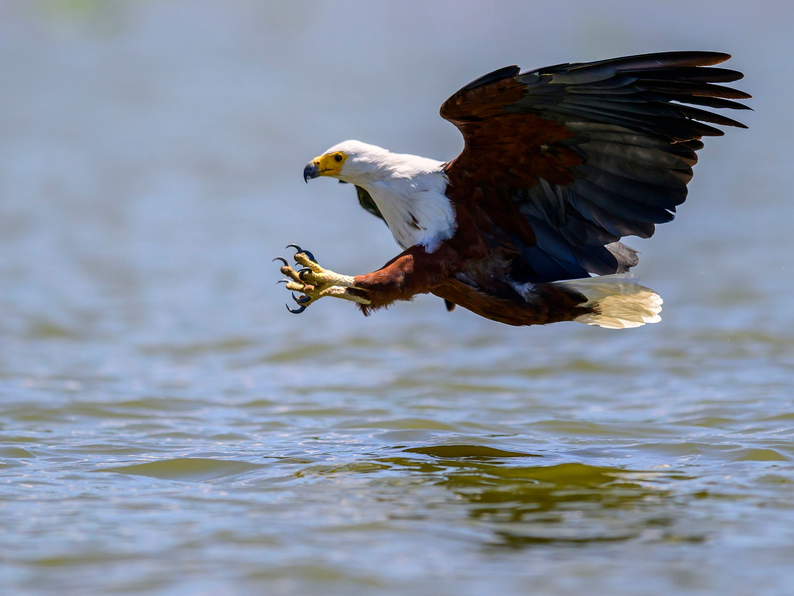 Кения. Wildlife photography by Sergey Puponin
