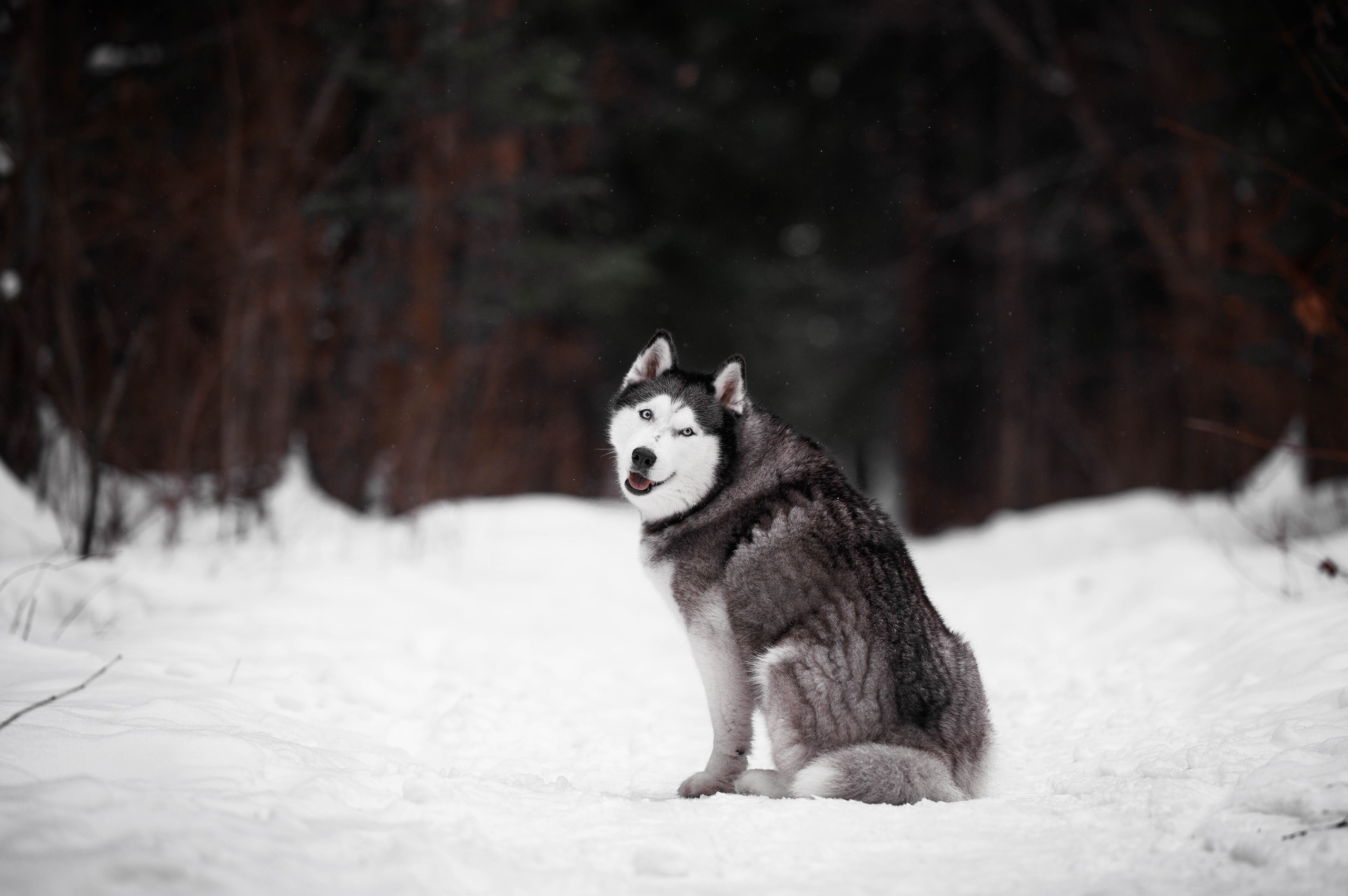 Шанель. Фотограф-анималист