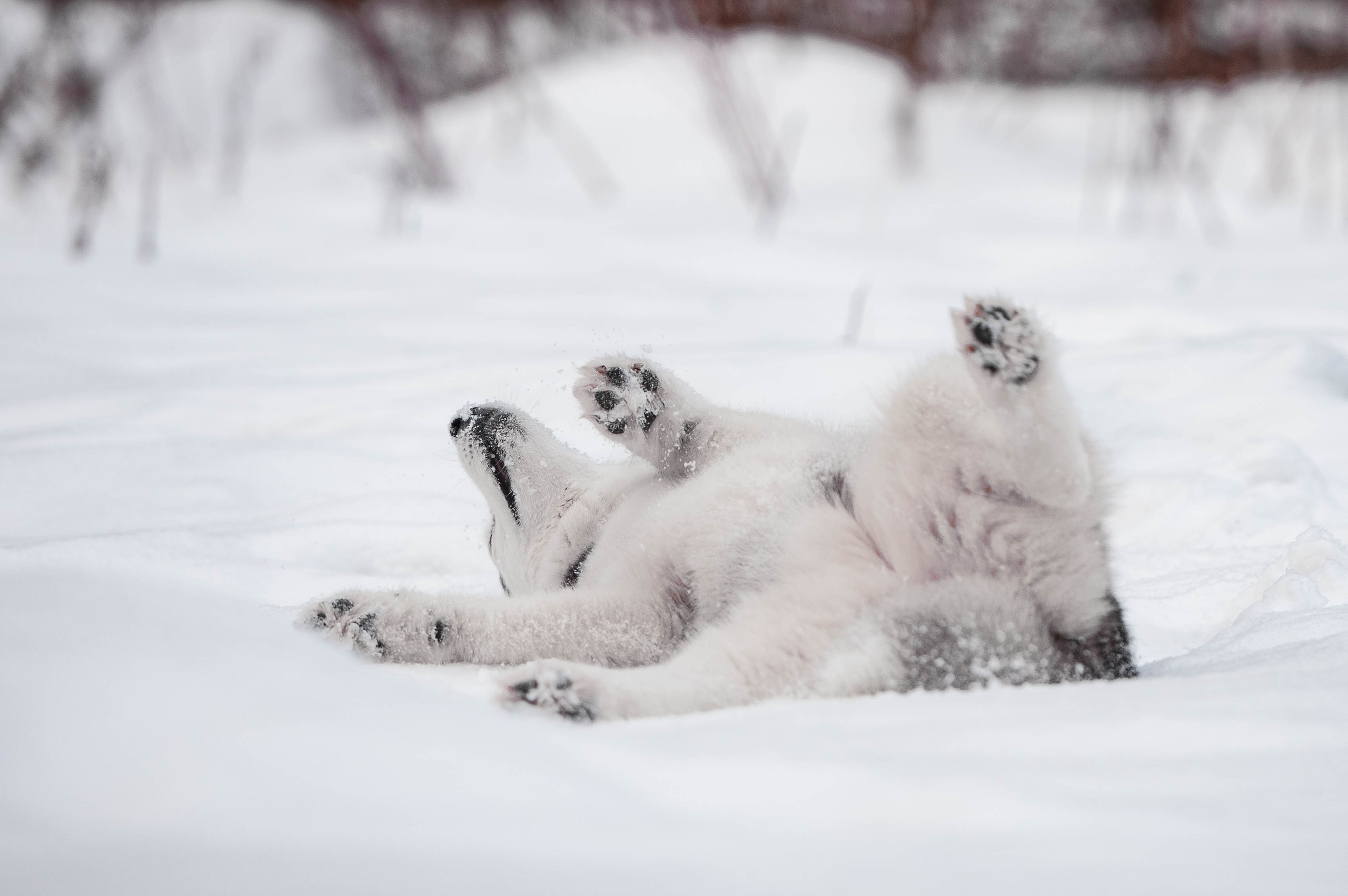 Шанель. Фотограф-анималист