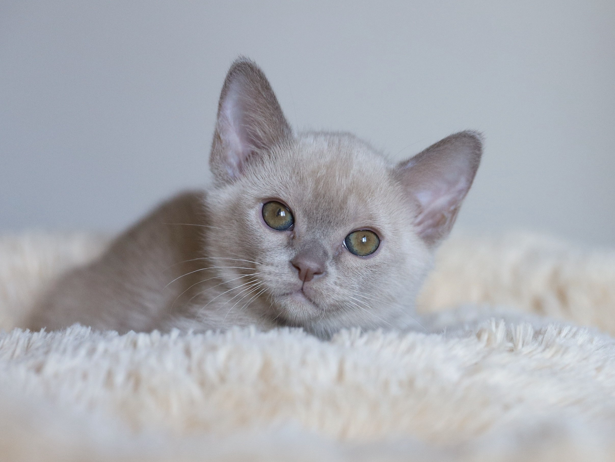 Christopher. Питомник «Bouncy Life»