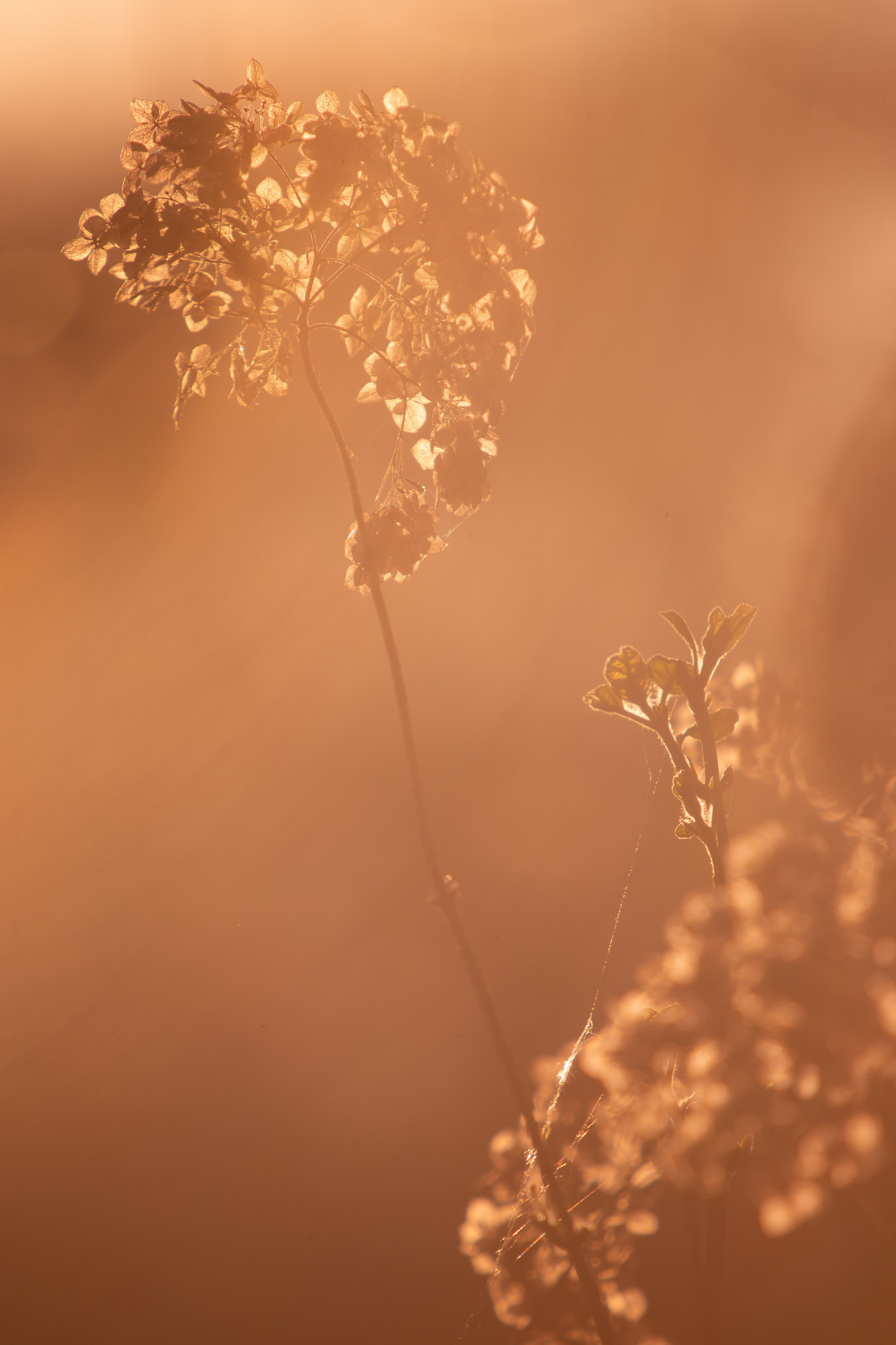 Макро. Фотограф Лагутин Анатолий