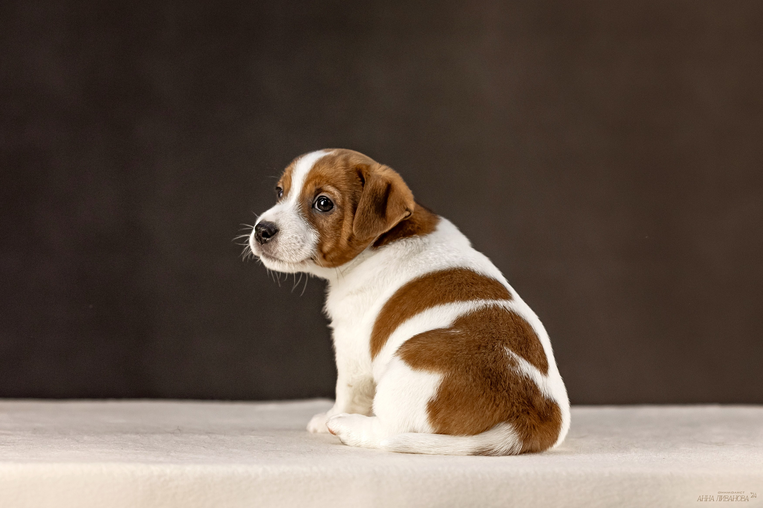 Джек расселы. Фотограф анималист Аня Ливанова | Рыбинск