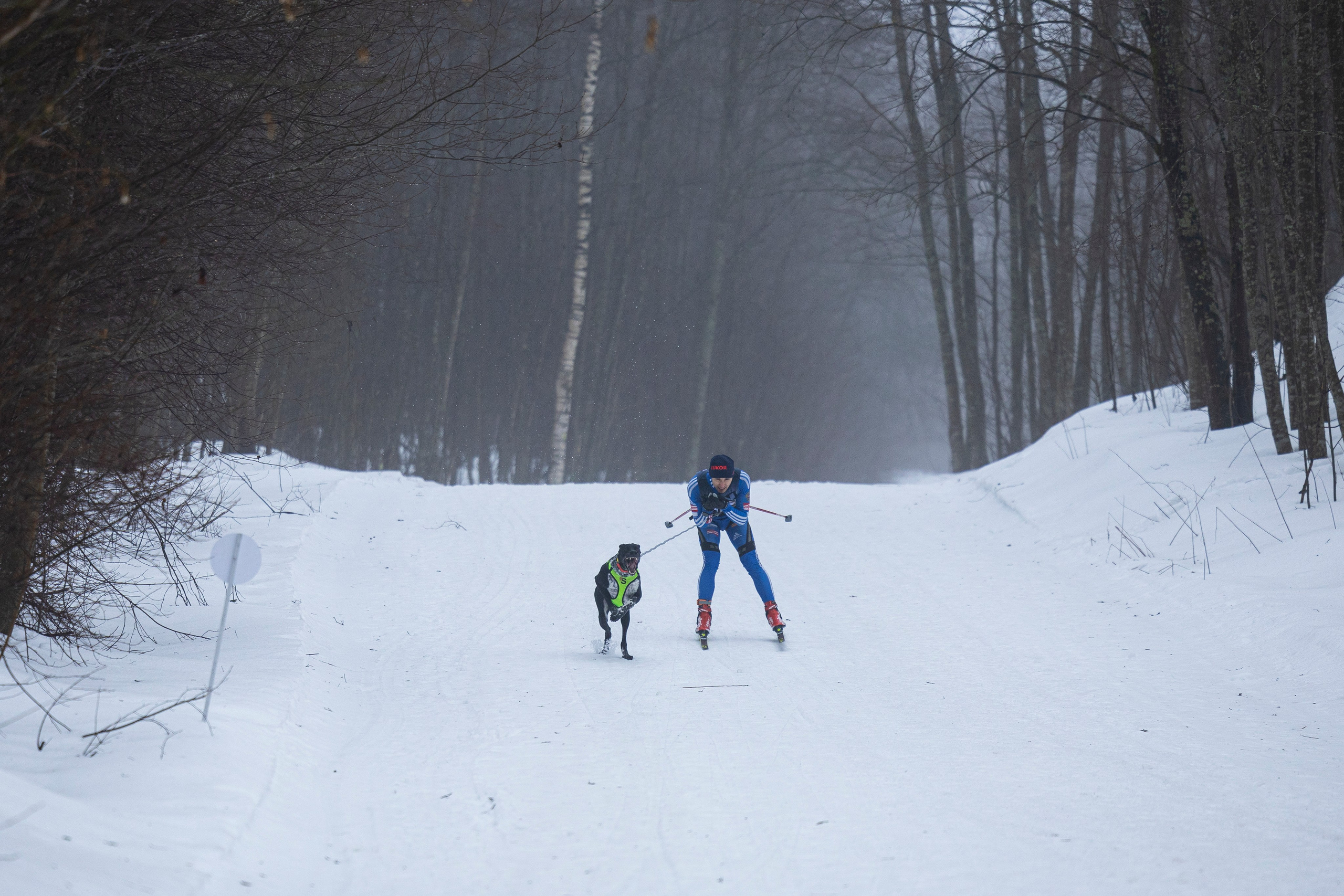 Зимний Чемпионат Санкт-Петербурга по ездовому спорту. Фотограф-анималист Анна Маринич