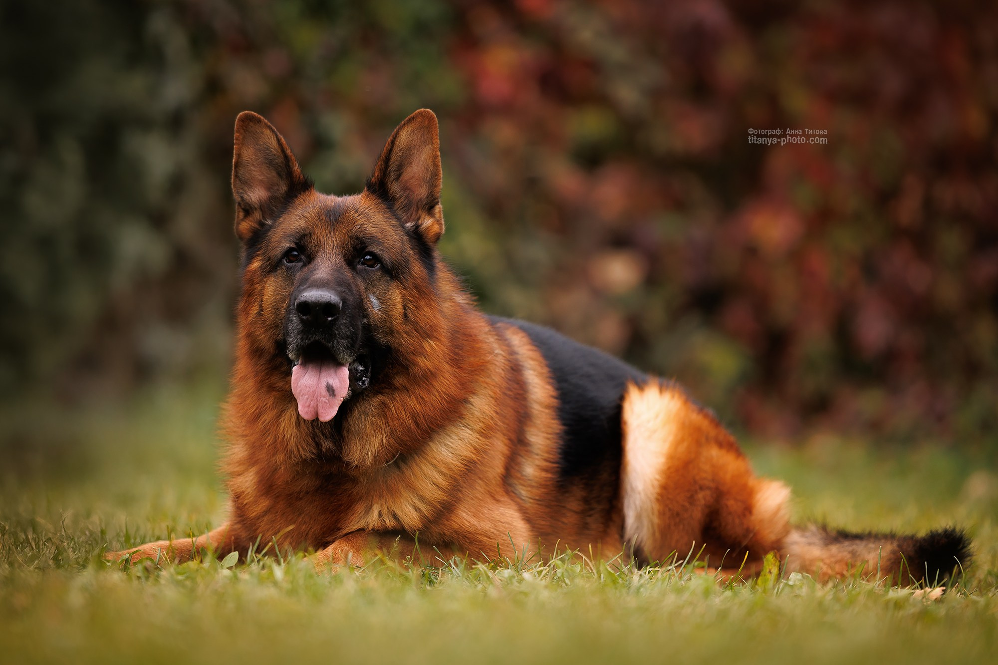 Rubio vom Grafenbrunn. Фотограф собак, фотограф-анималист Аня Титова (Titanya). Москва
