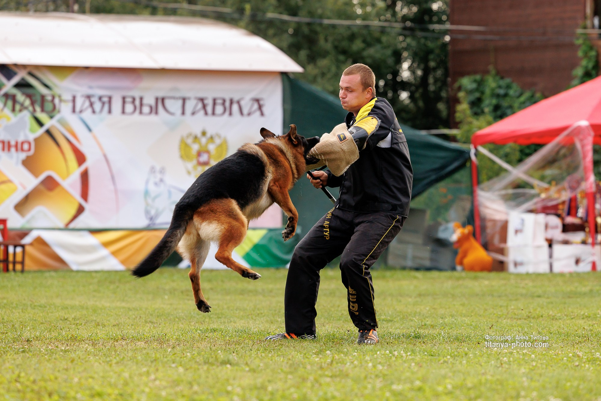 Немецкие овчарки: фото из рингов и вне ринга, мутпроба (фотографии с выставок). Фотограф собак, фотограф-анималист Аня Титова (Titanya). Москва