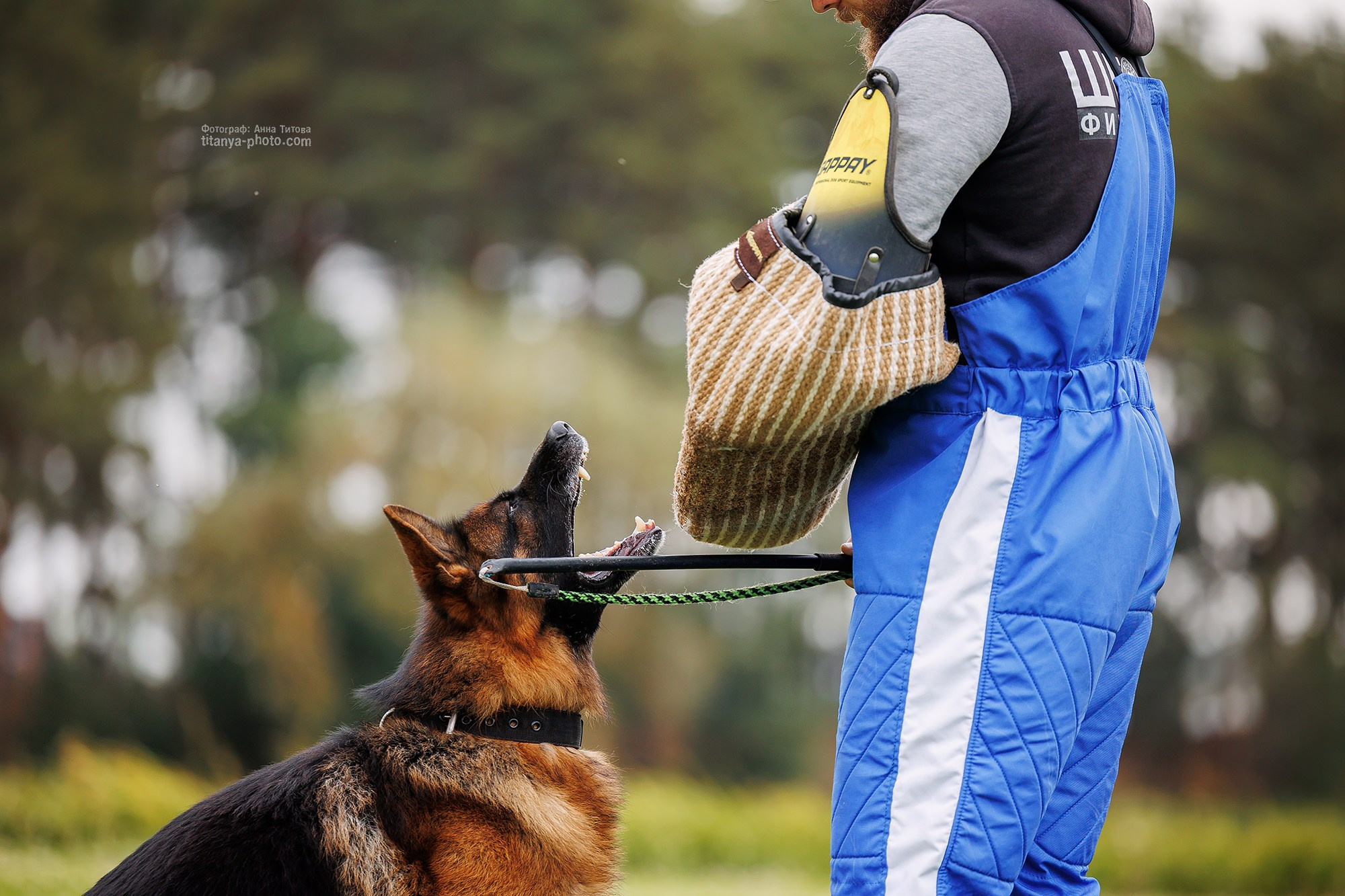 Фото немецких овчарок. Фотограф собак, фотограф-анималист Аня Титова (Titanya). Москва