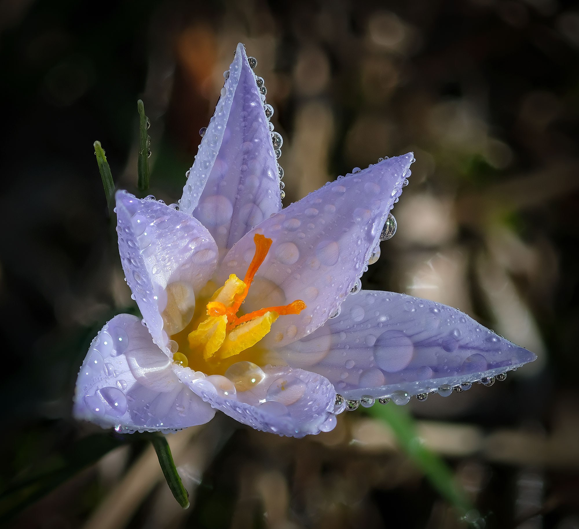 Макросъемка