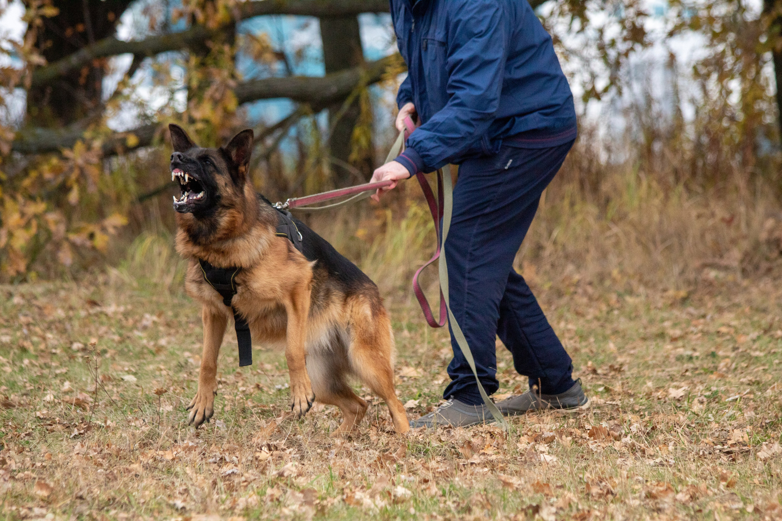 Тренинг защитного раздела. Фотограф анималист — Тула, Москва