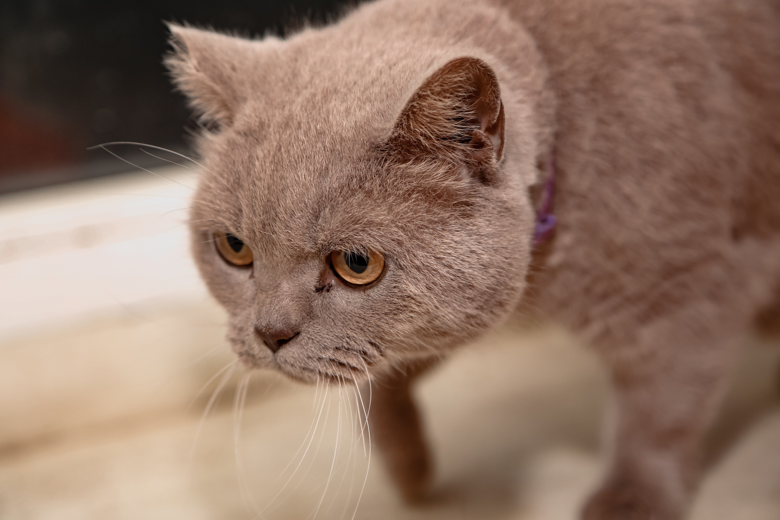 Приют Кошкин Дом Филимоша. Ваш фотограф в Оренбурге Рощупкина Екатерина