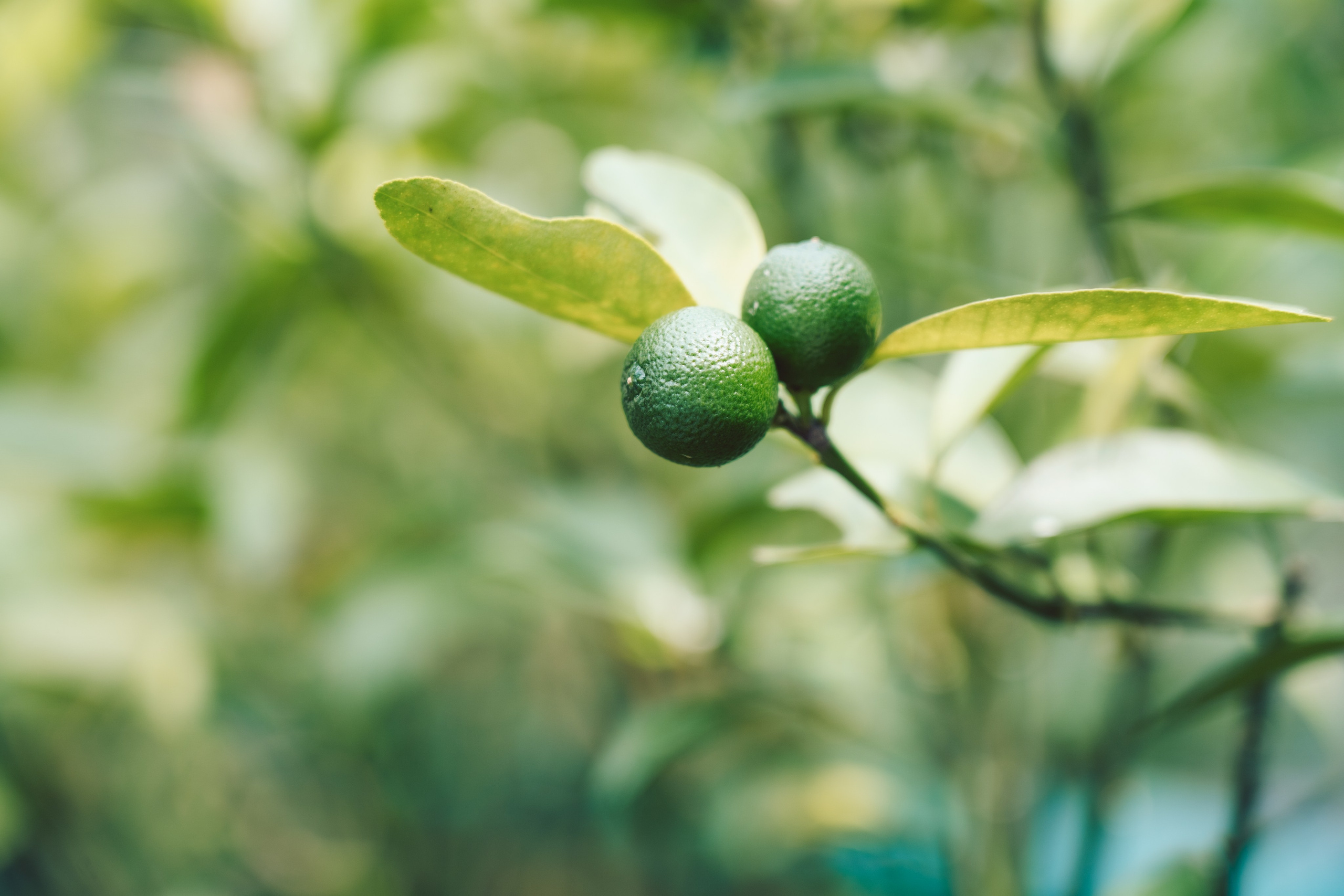 Сингапур и Малайзия. Репортажный фотограф в Москве Легкая Софья