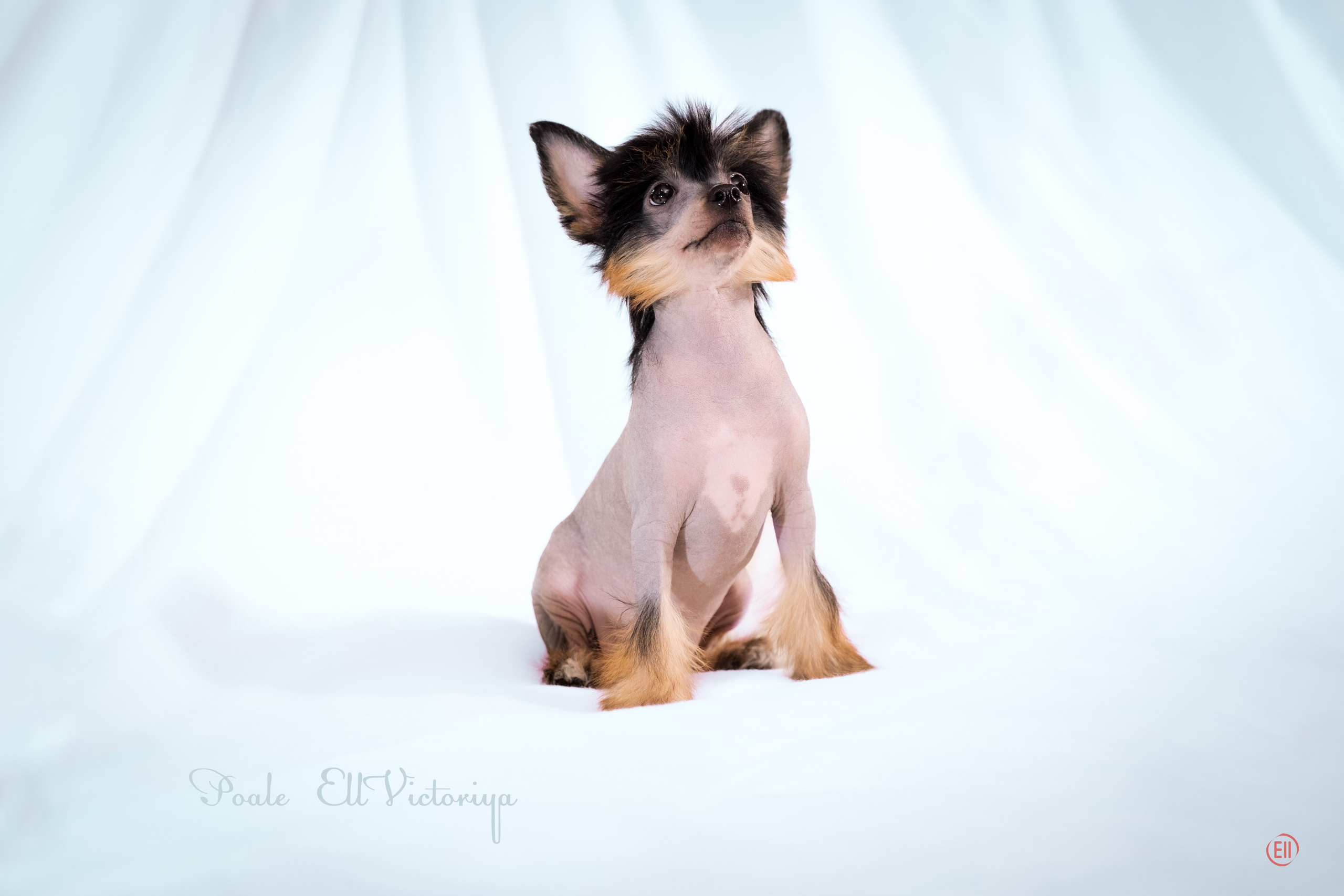 Помёт V. Фотосессия 2. 28.04.2024. Фотограф в Москве