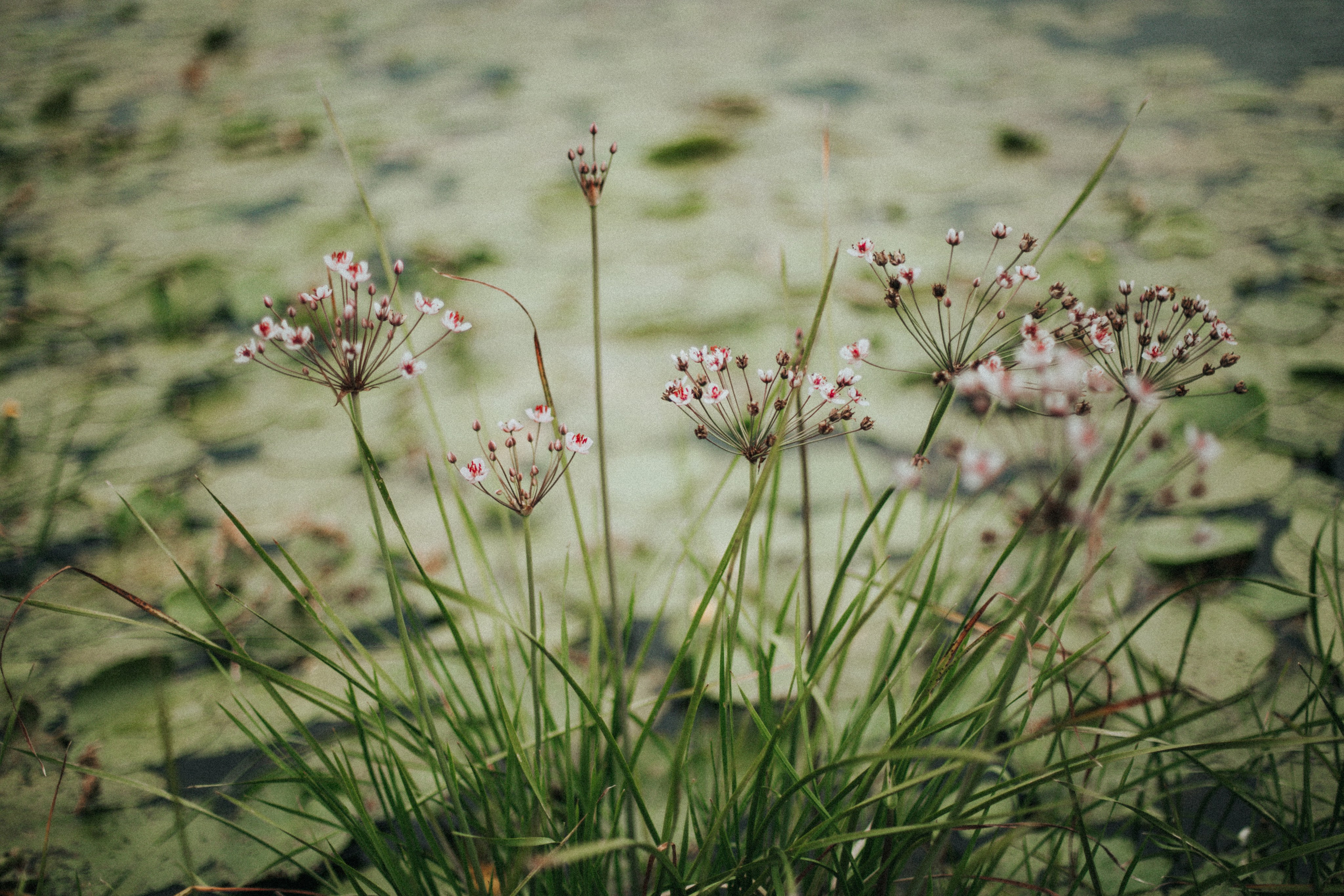 Есенин у реки. Фотограф в Нижнем Новгороде