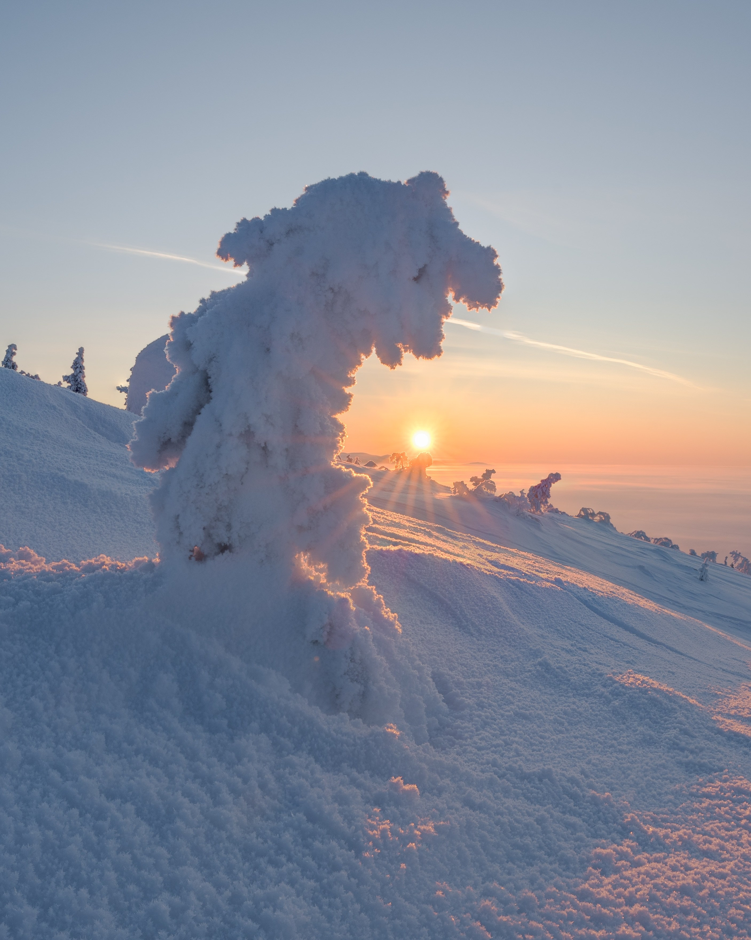 Ель на Волосяной сопке Кандалакша Мурманская область Кольский полуостров gusarov2906