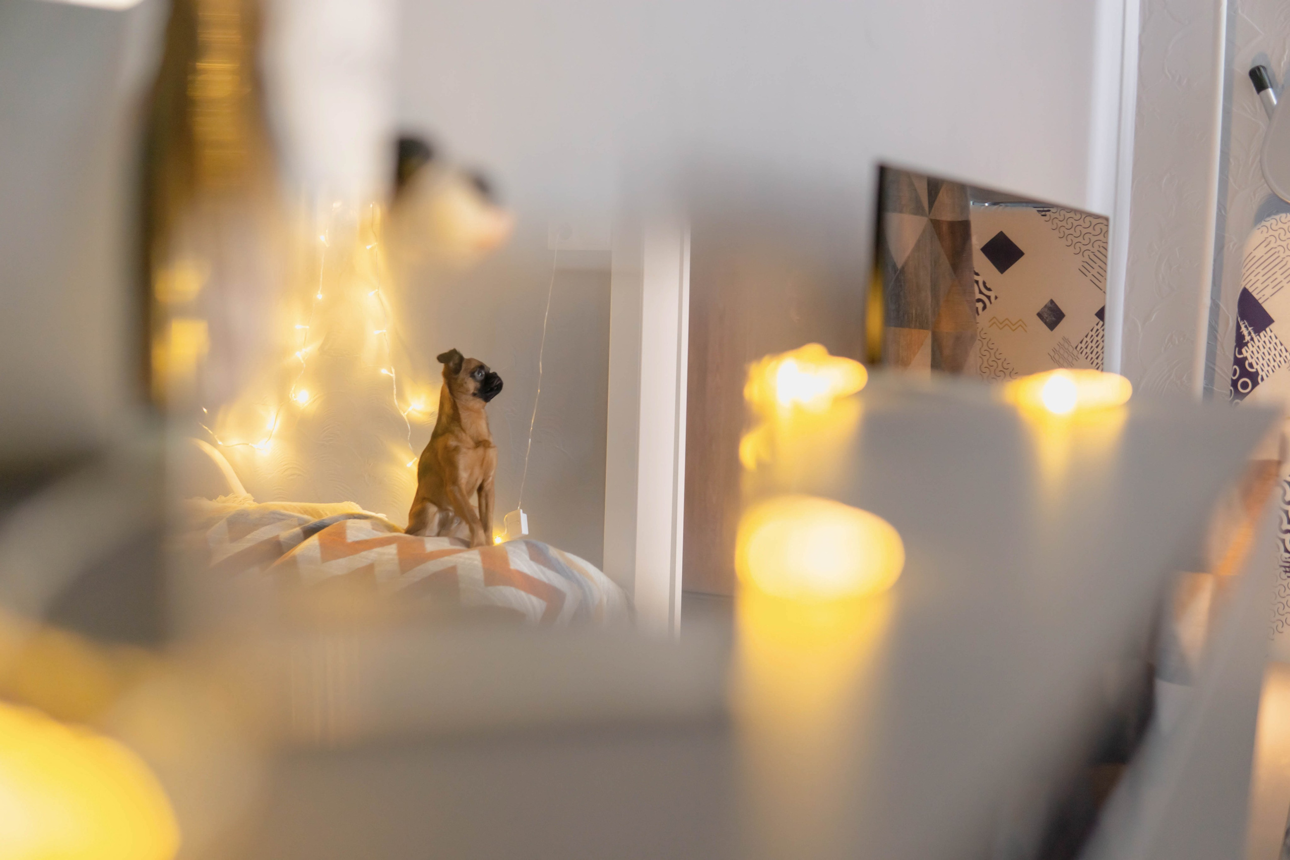 Надя и Ефим. Фотограф-анималист Ксения Воробьева, Москва