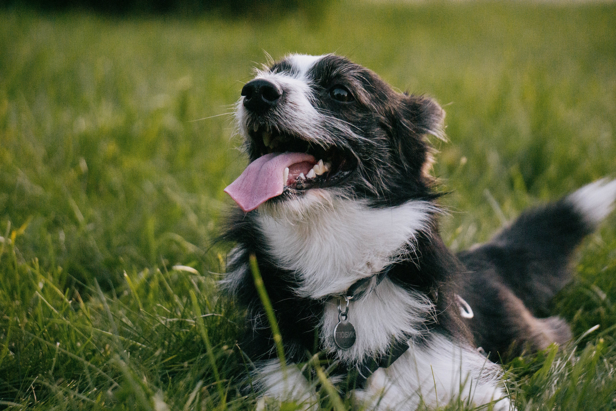 Даша и Тюбик. Фотограф-анималист Ксения Воробьева, Москва