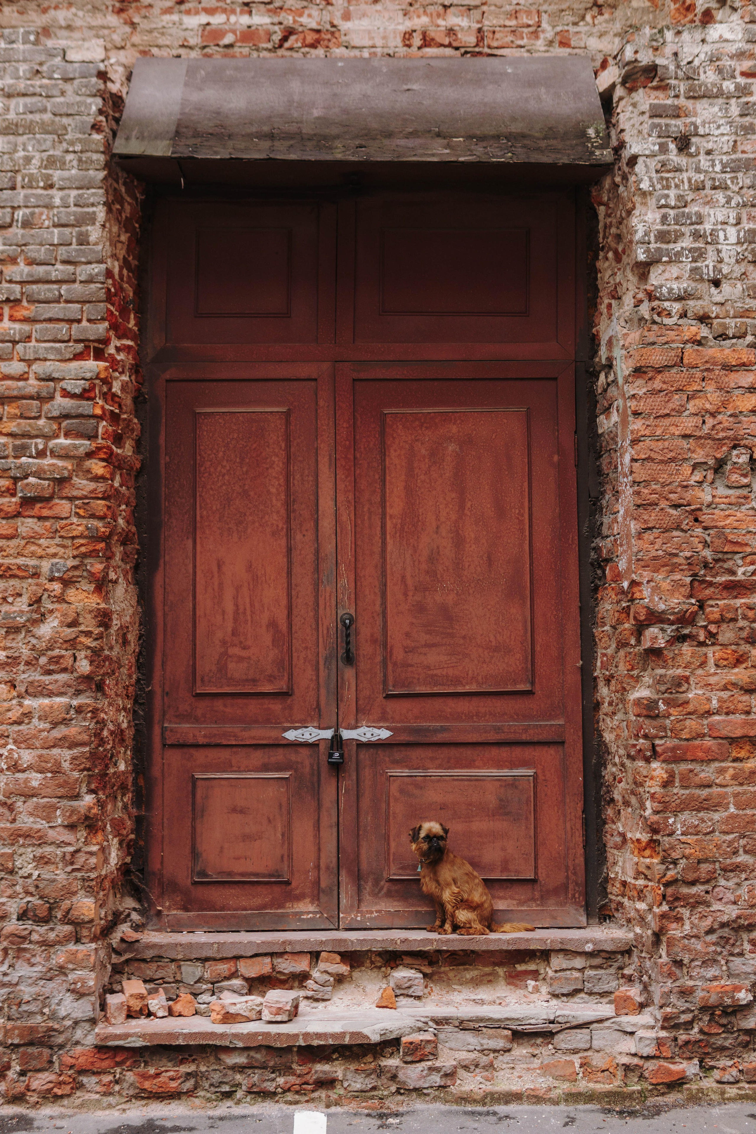 Наташа, Сережа и Хавьер. Фотограф-анималист Ксения Воробьева, Москва