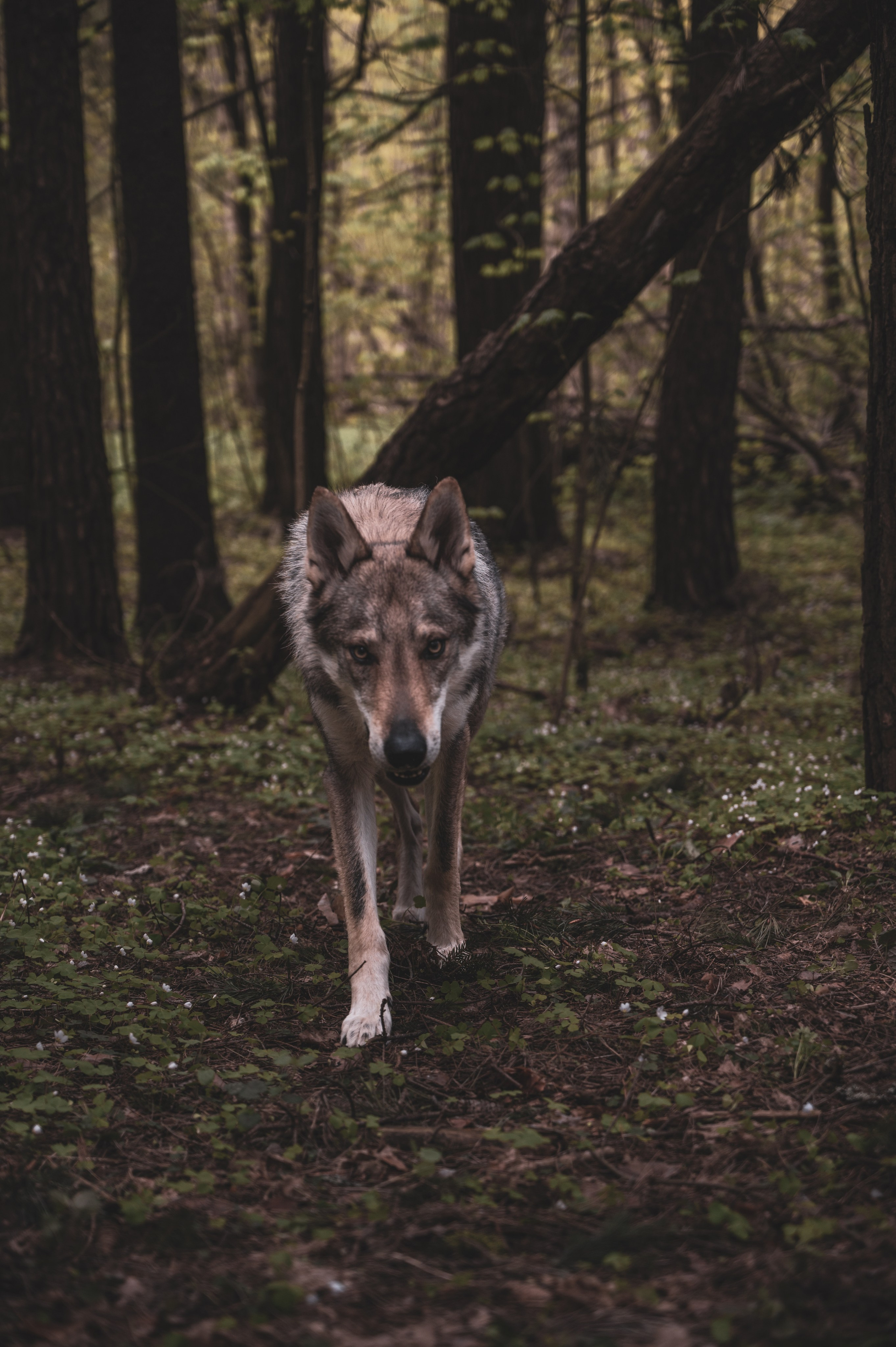 Красная Ленточка. Фотограф Мария