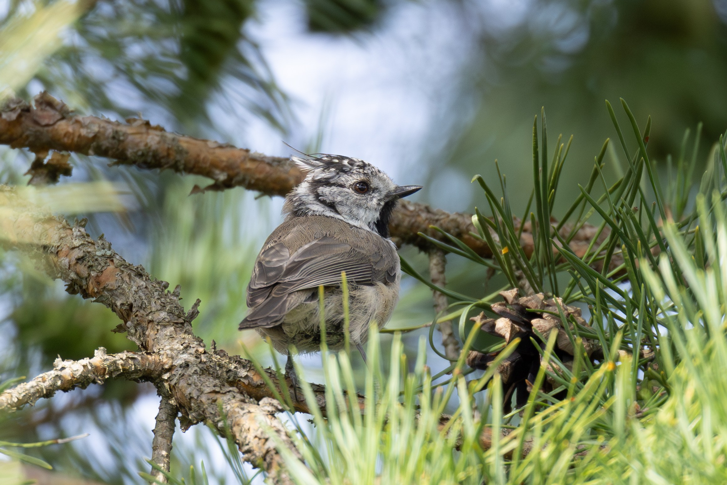 Птицы СНТ «Подлесье». Птицы парков г. Люберцы