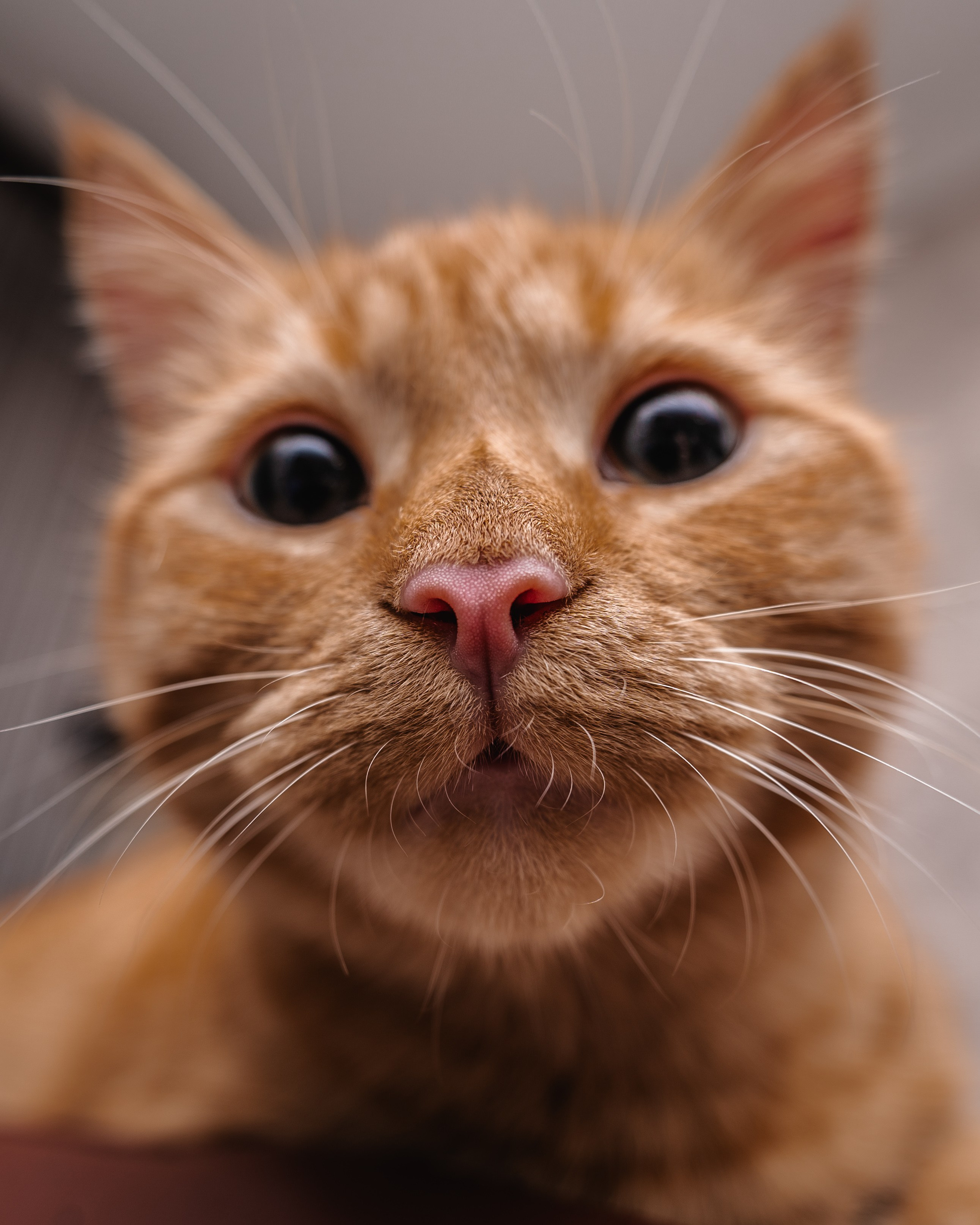 Животные. Репортажный фотограф в Краснодаре Рындин Дмитрий