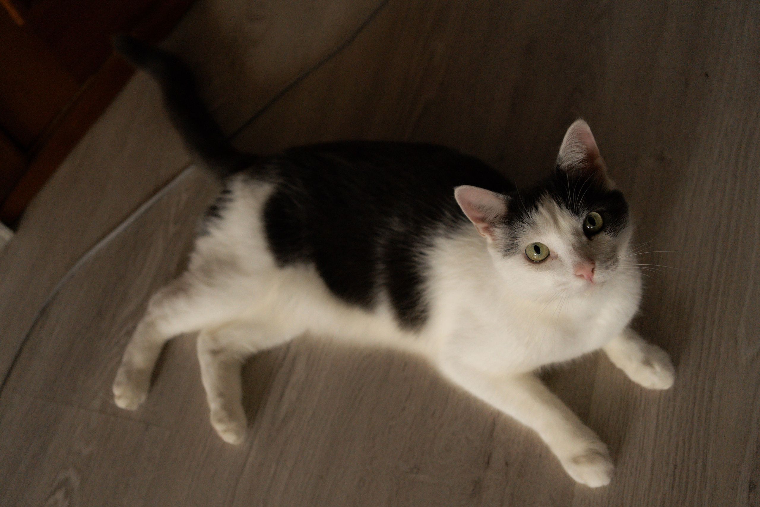 Алена и Сергей. Фотограф/ видеограф Катя Ильина Калуга