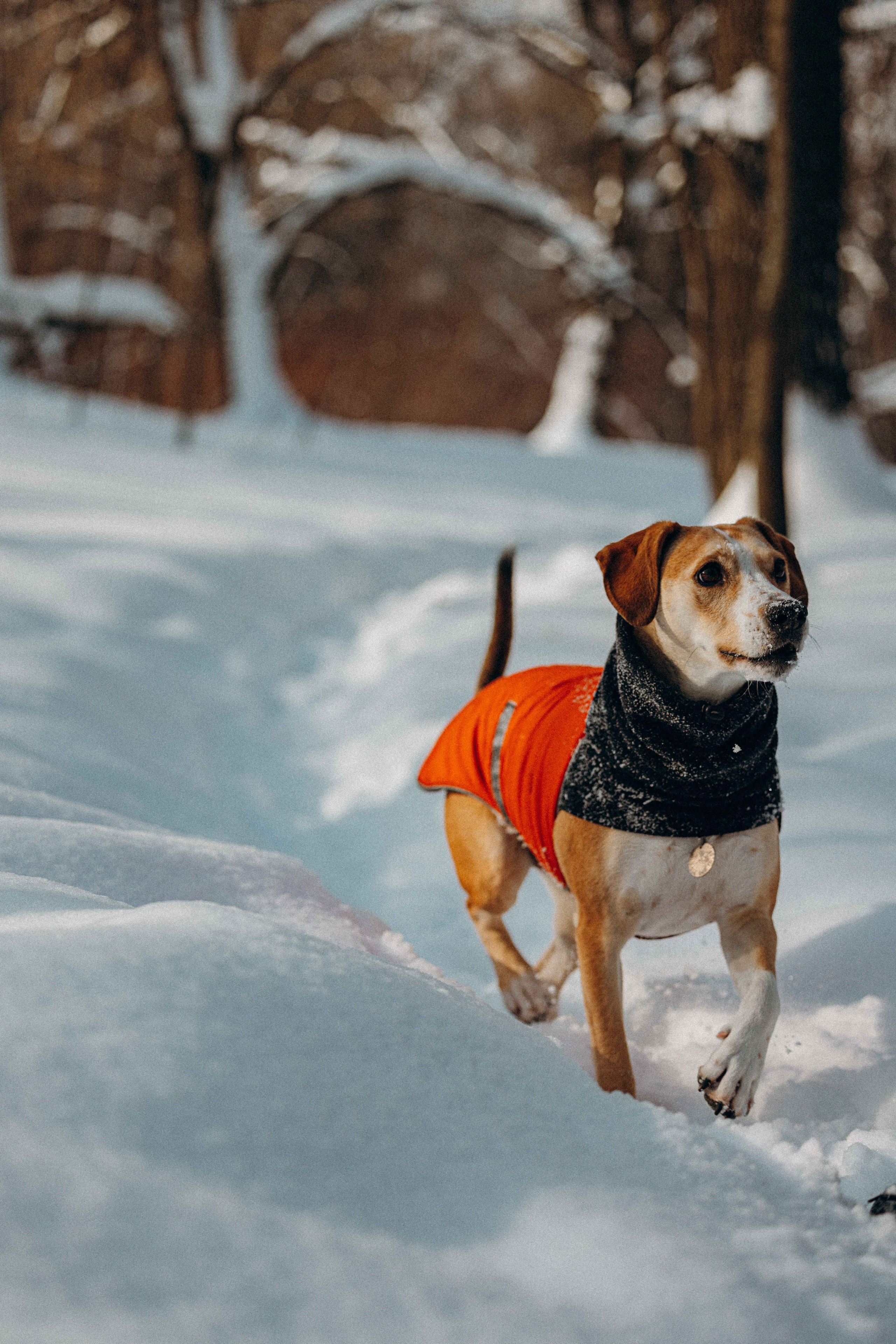 Свобода и ее семья. Фотограф-анималист в Москве Лера Черноног