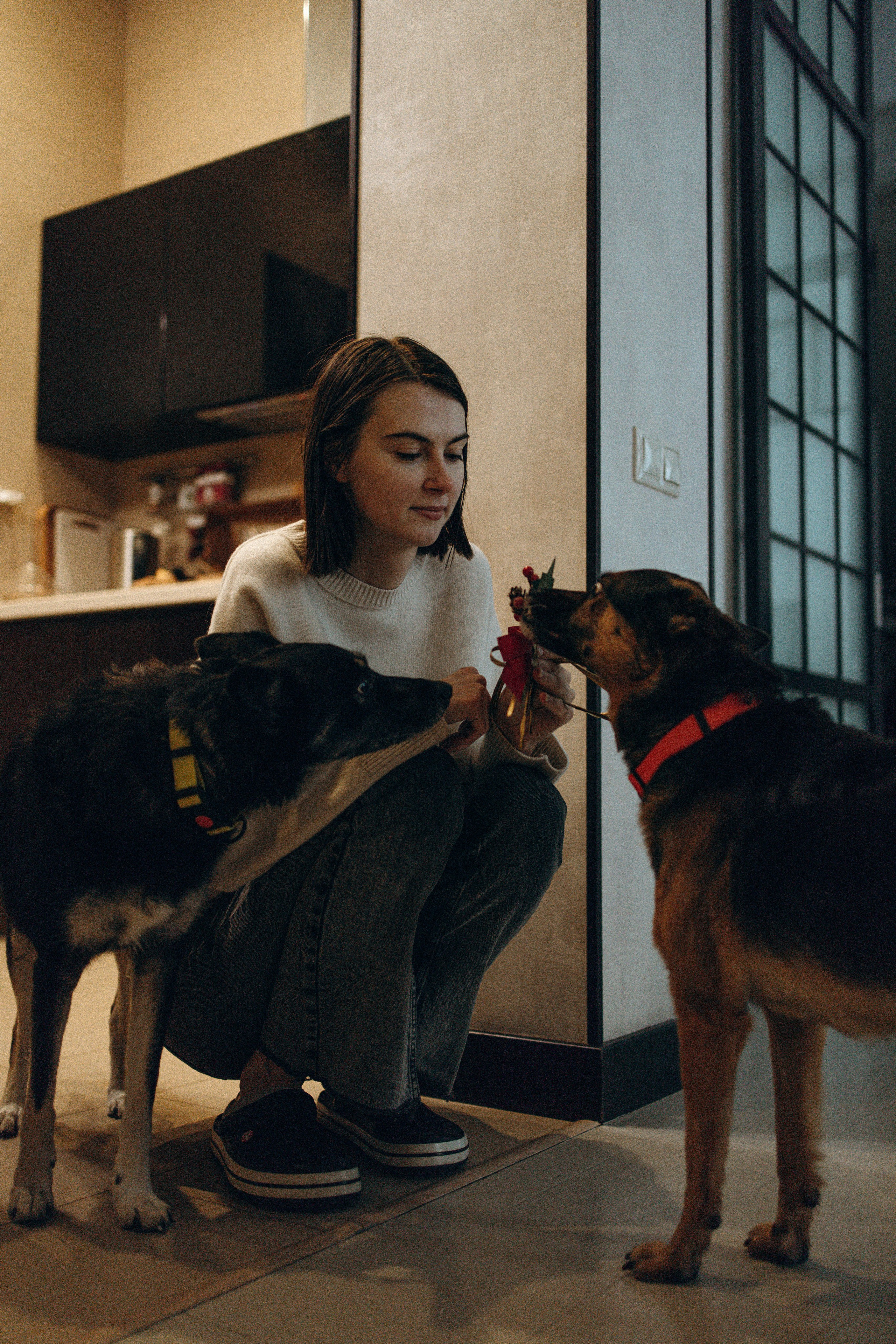 Ника, Матиша и Герда. Фотограф-анималист в Москве Лера Черноног