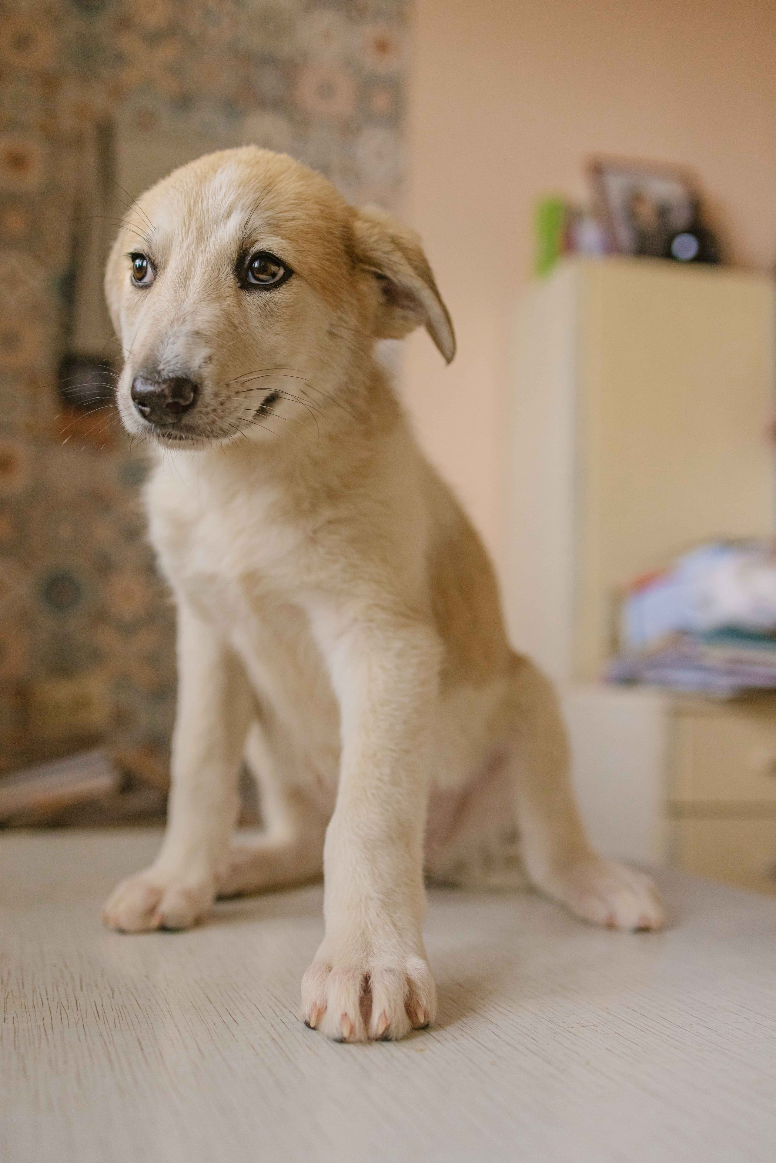 Щеночки на кухне. Фотограф-анималист в Москве Лера Черноног
