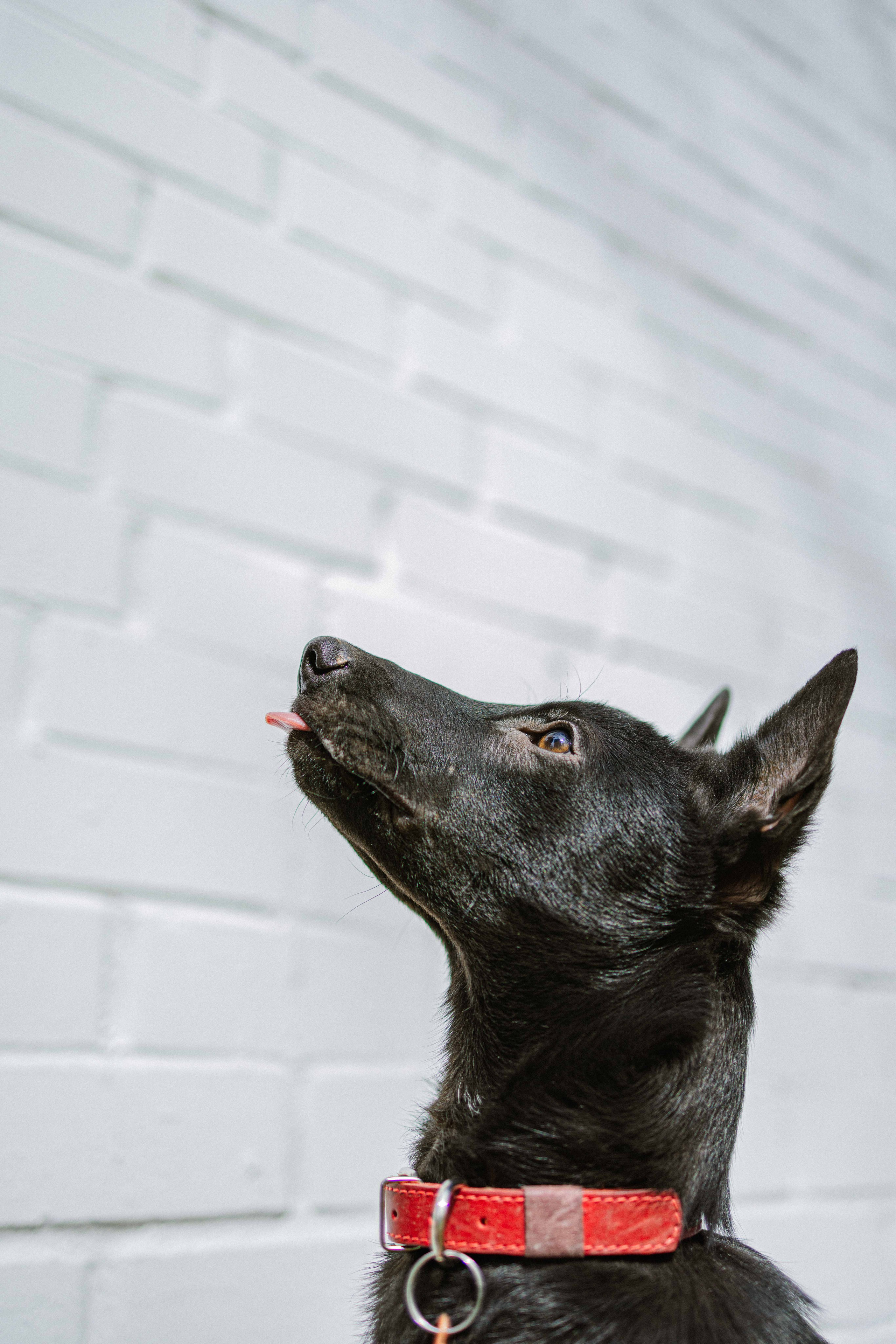 Булька. Фотограф-анималист в Москве Лера Черноног