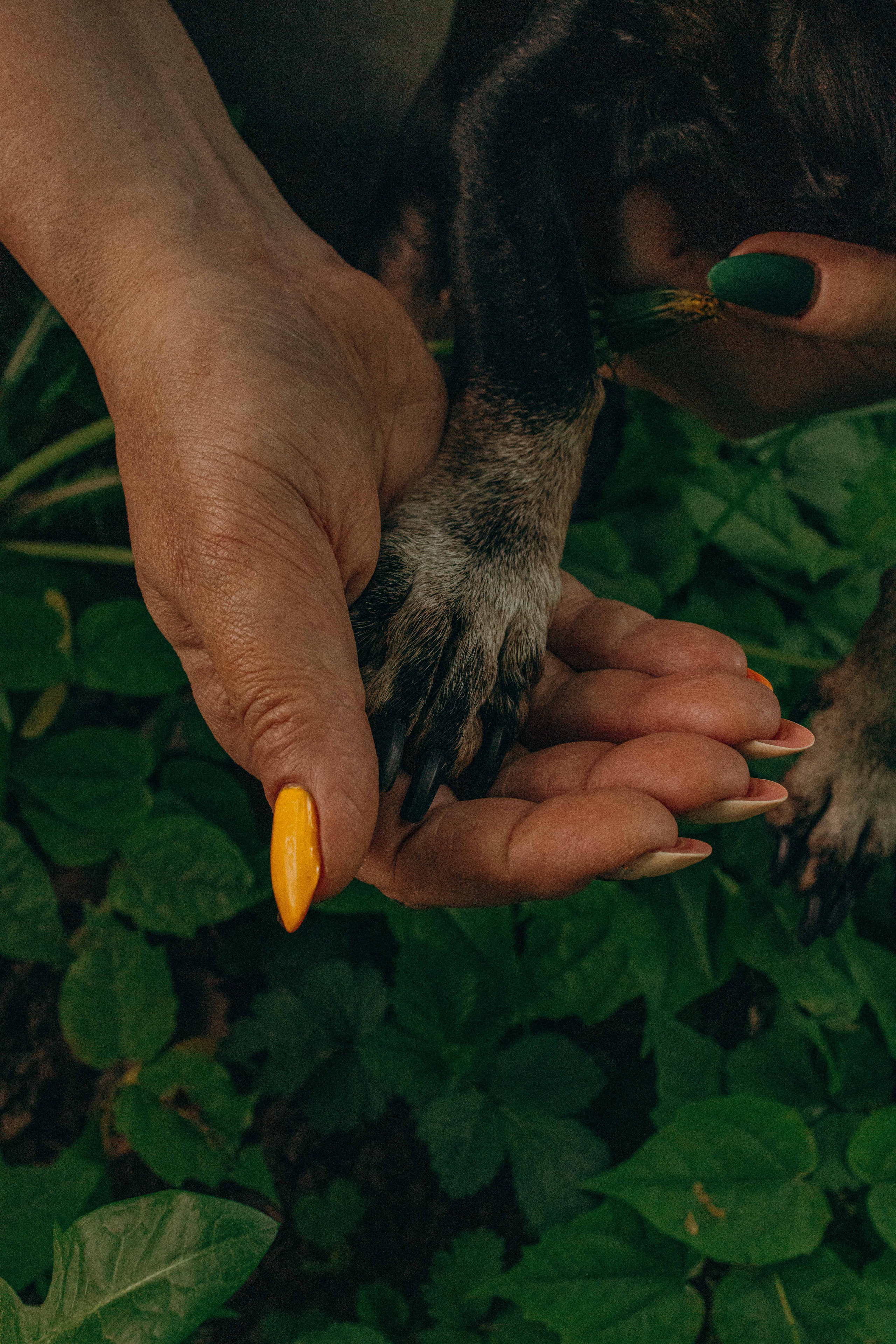 Наталья, Марфа и Норд. Фотограф-анималист в Москве Лера Черноног