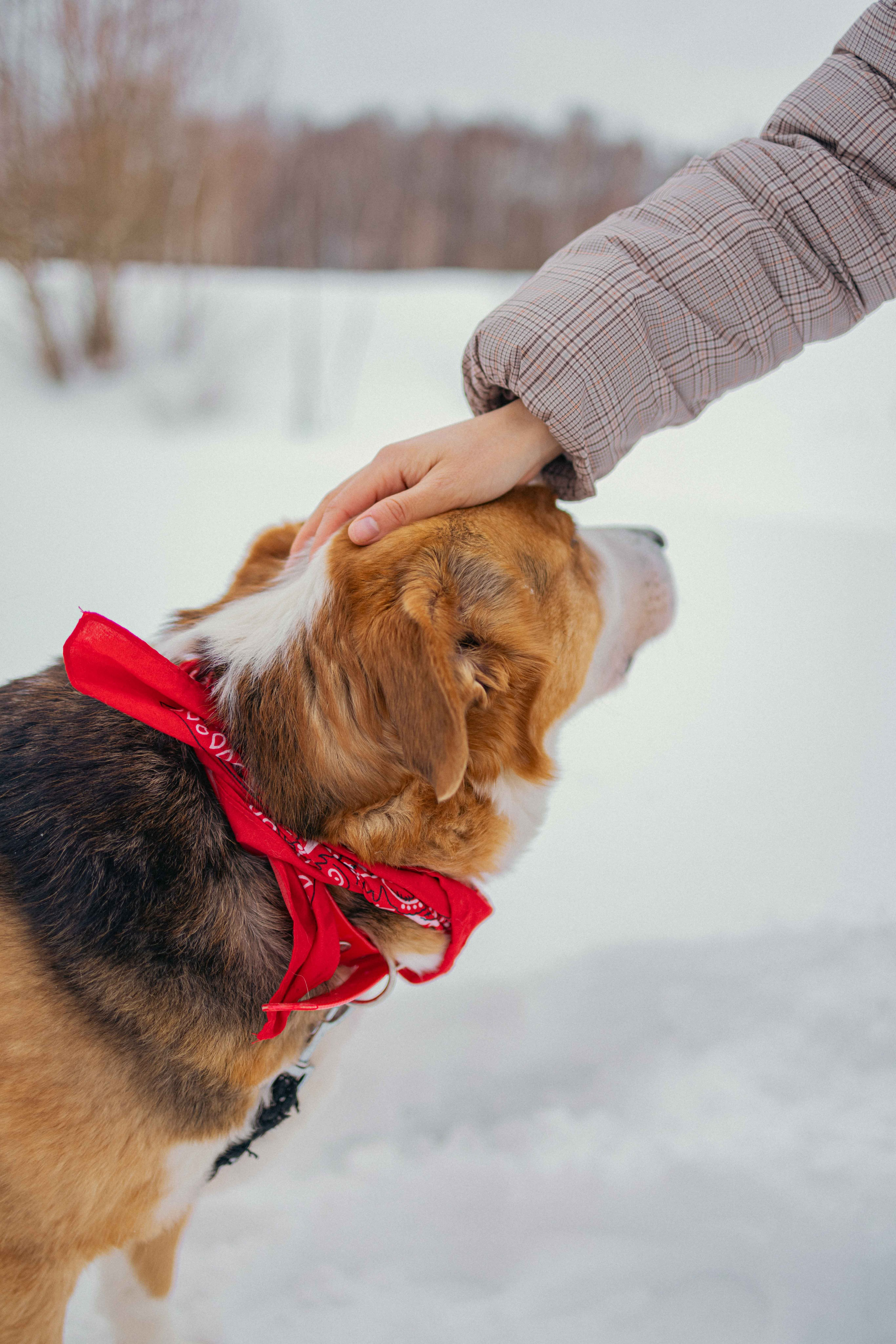 Петя. Фотограф-анималист в Москве Лера Черноног