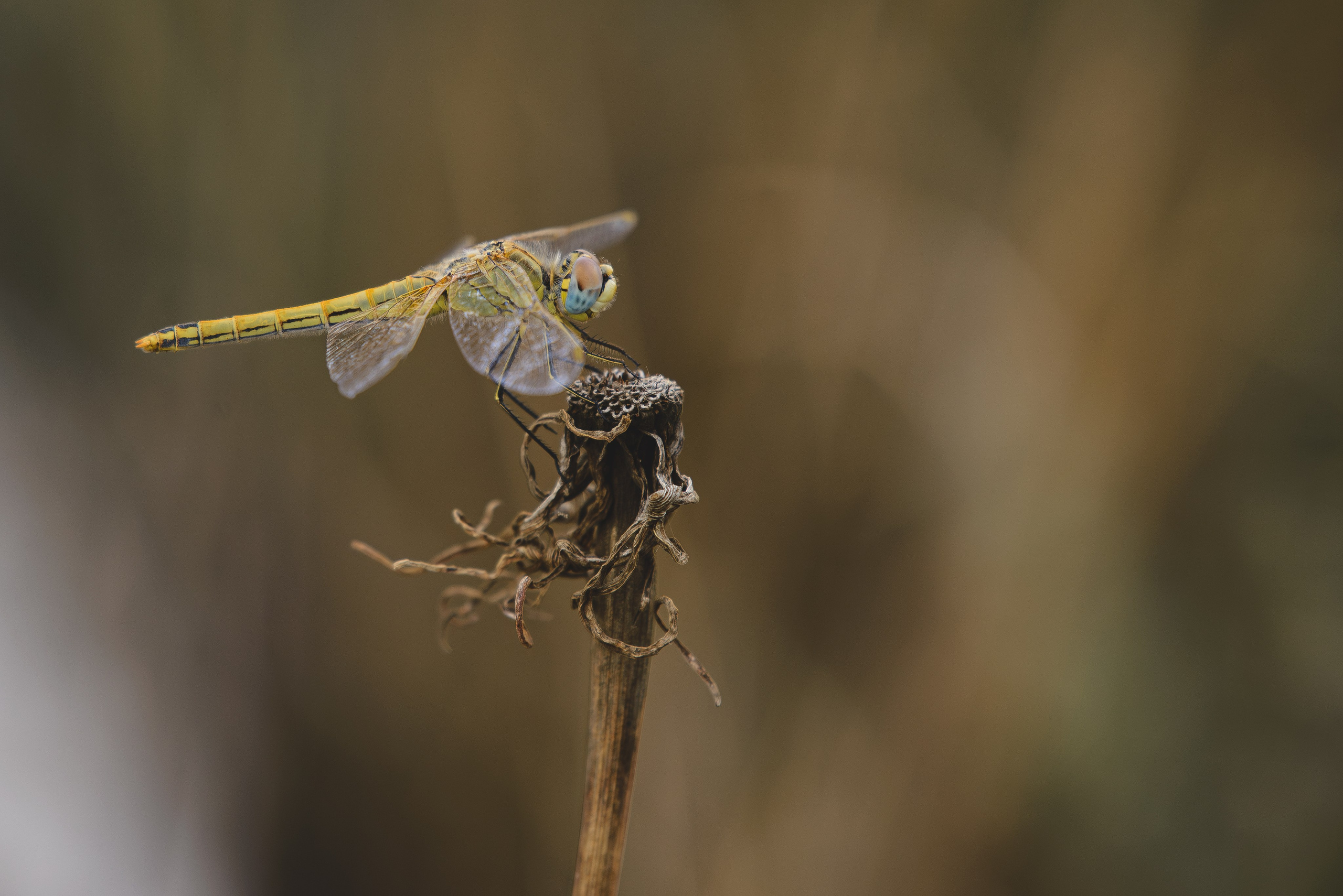Универсальный фотограф в Крыму