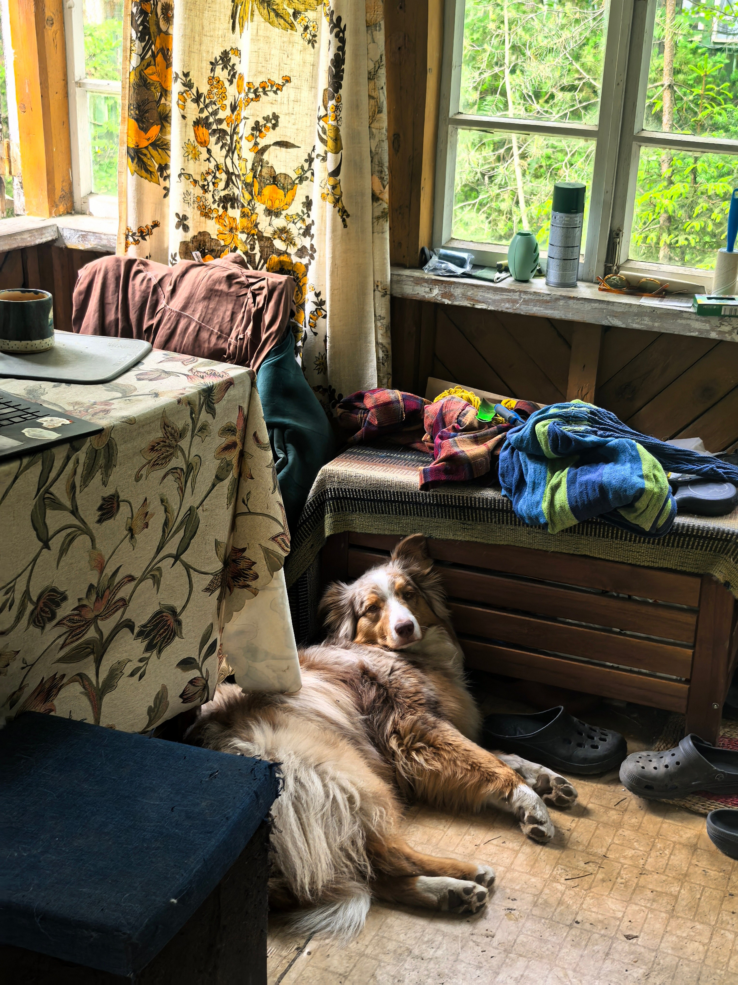 Ваши фотографии. Фотограф анималист Осипчикова Мария