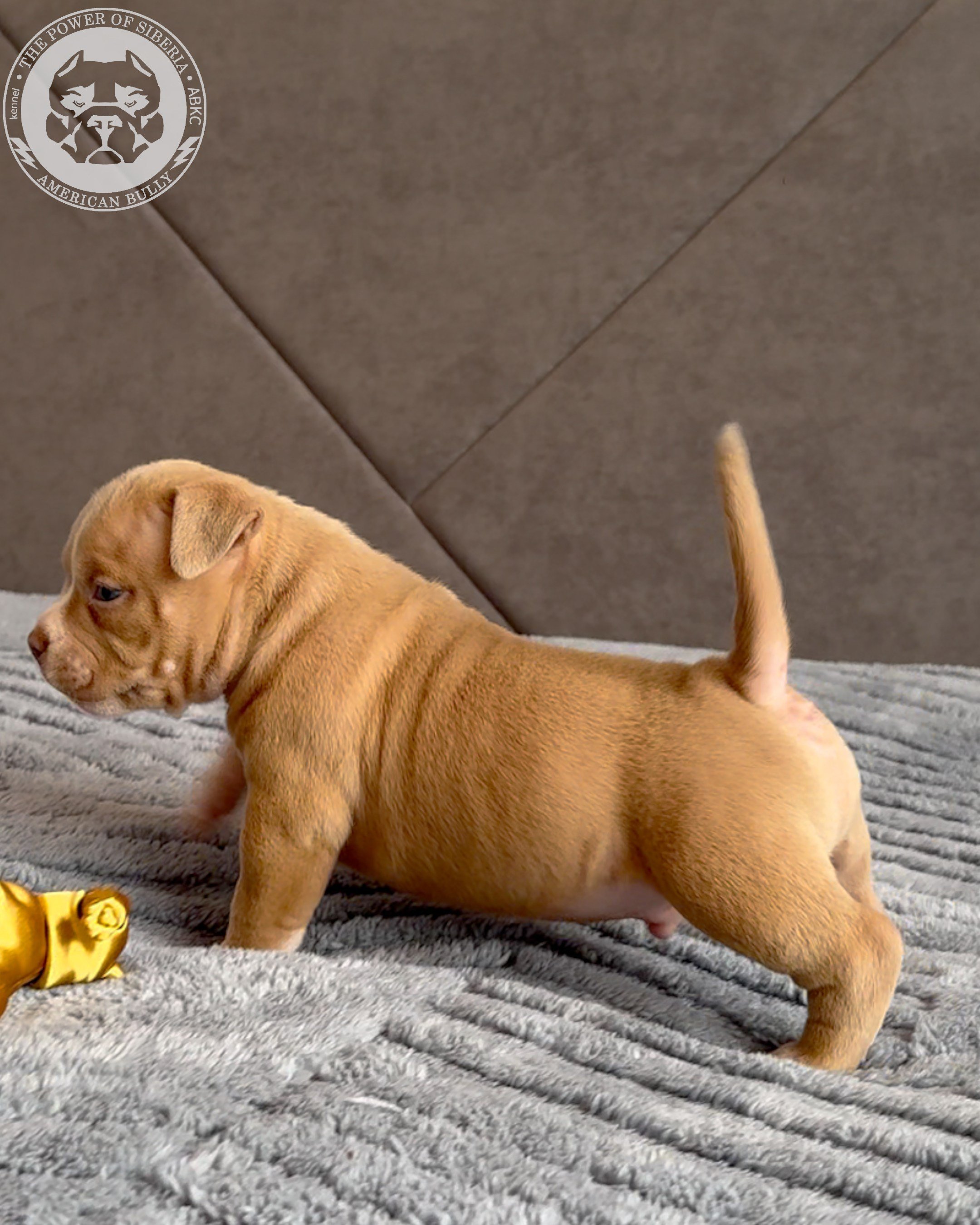 Свободные щенки Американский Булли стандарт и Свободные щенки Американский Булли классик. Американский Булли в г. Ростов-на-Дону. Питомник THE POWER OF SIBERIA