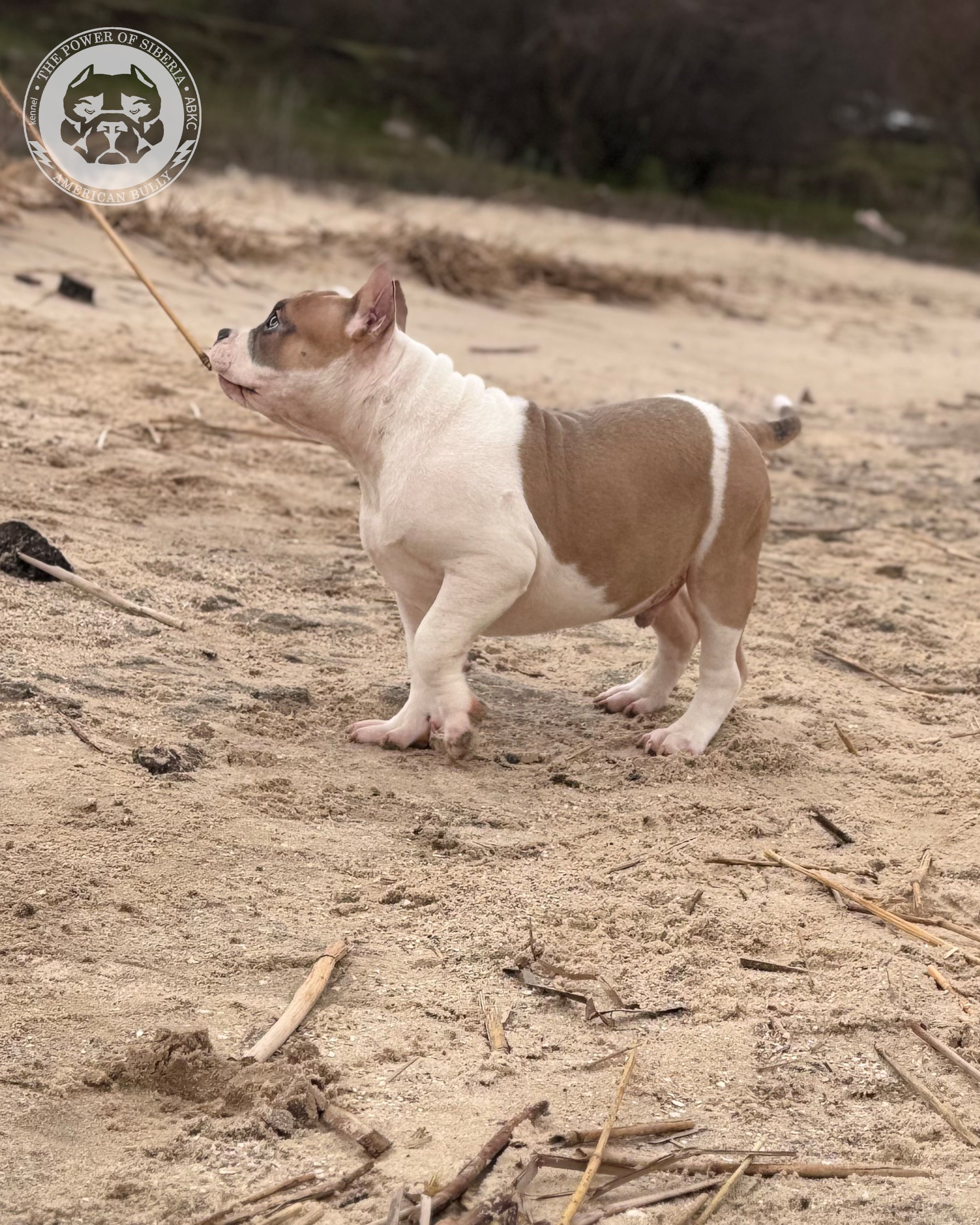 Свободные щенки Американский Булли, в типах покет, классик, стандарт. Американский Булли в г. Ростов-на-Дону. Питомник THE POWER OF SIBERIA