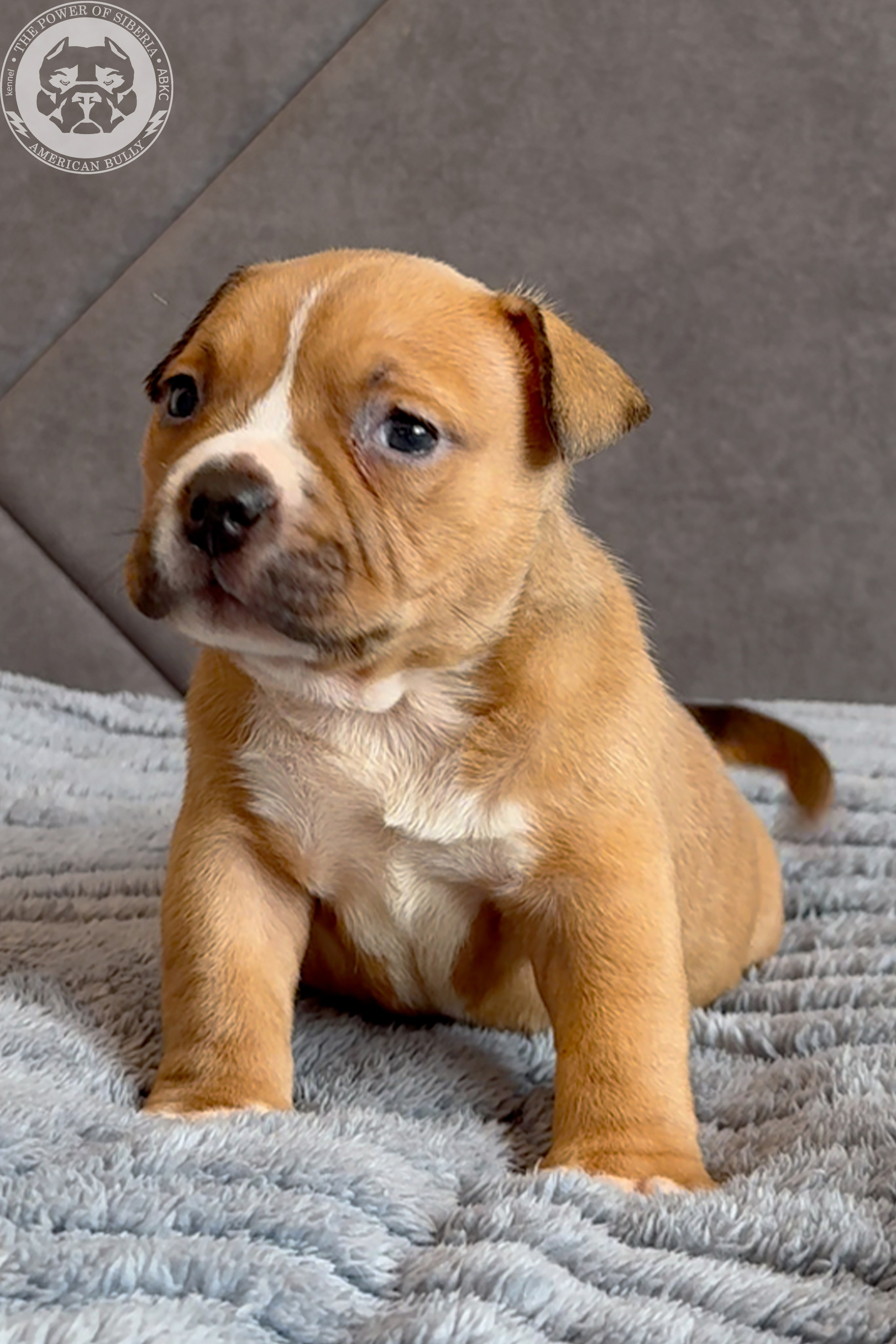 Свободные щенки Американский Булли, в типах покет, классик, стандарт. Американский Булли в г. Ростов-на-Дону. Питомник THE POWER OF SIBERIA