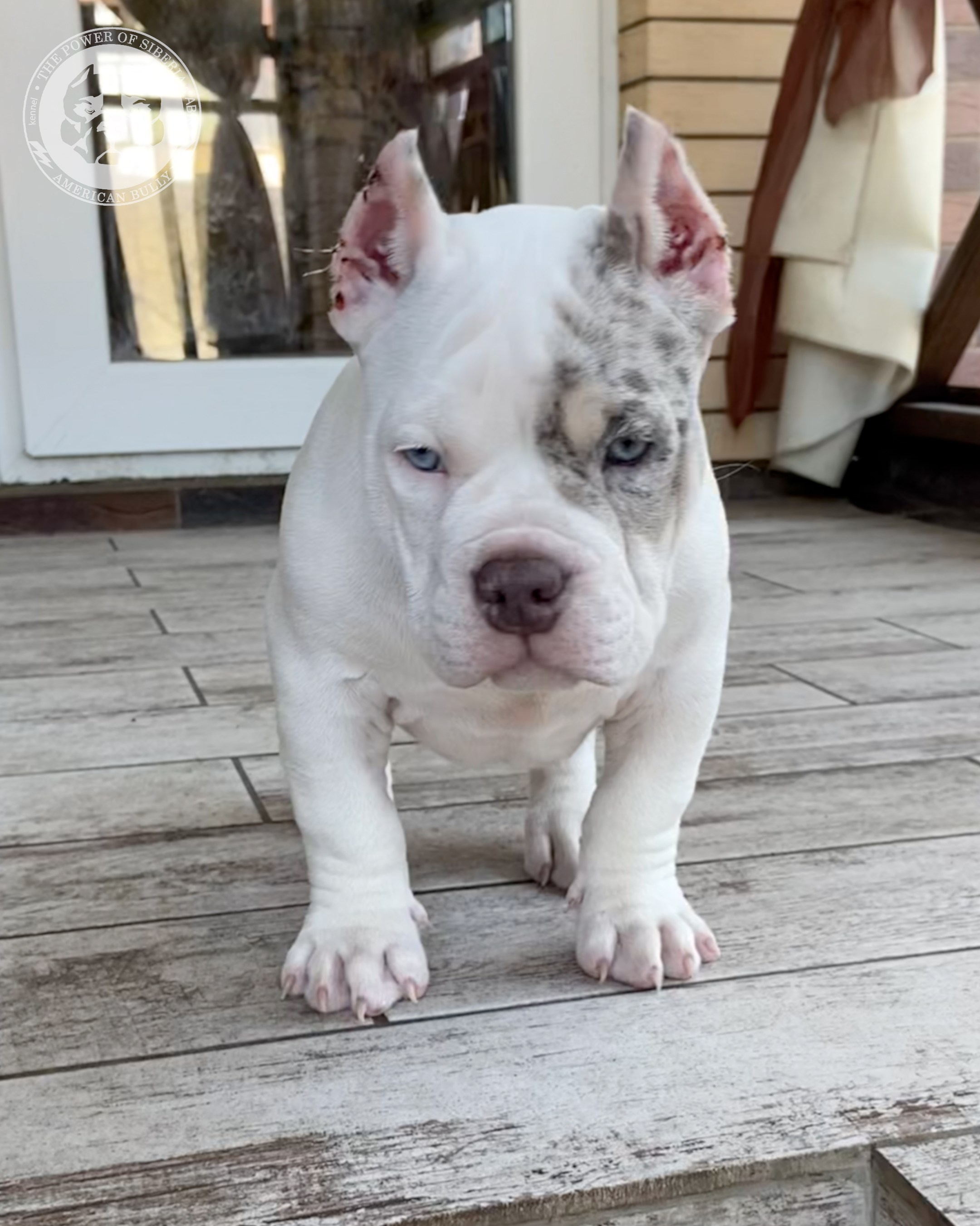 Свободные щенки Американский Булли покет. Американский Булли в г. Ростов-на-Дону. Питомник THE POWER OF SIBERIA