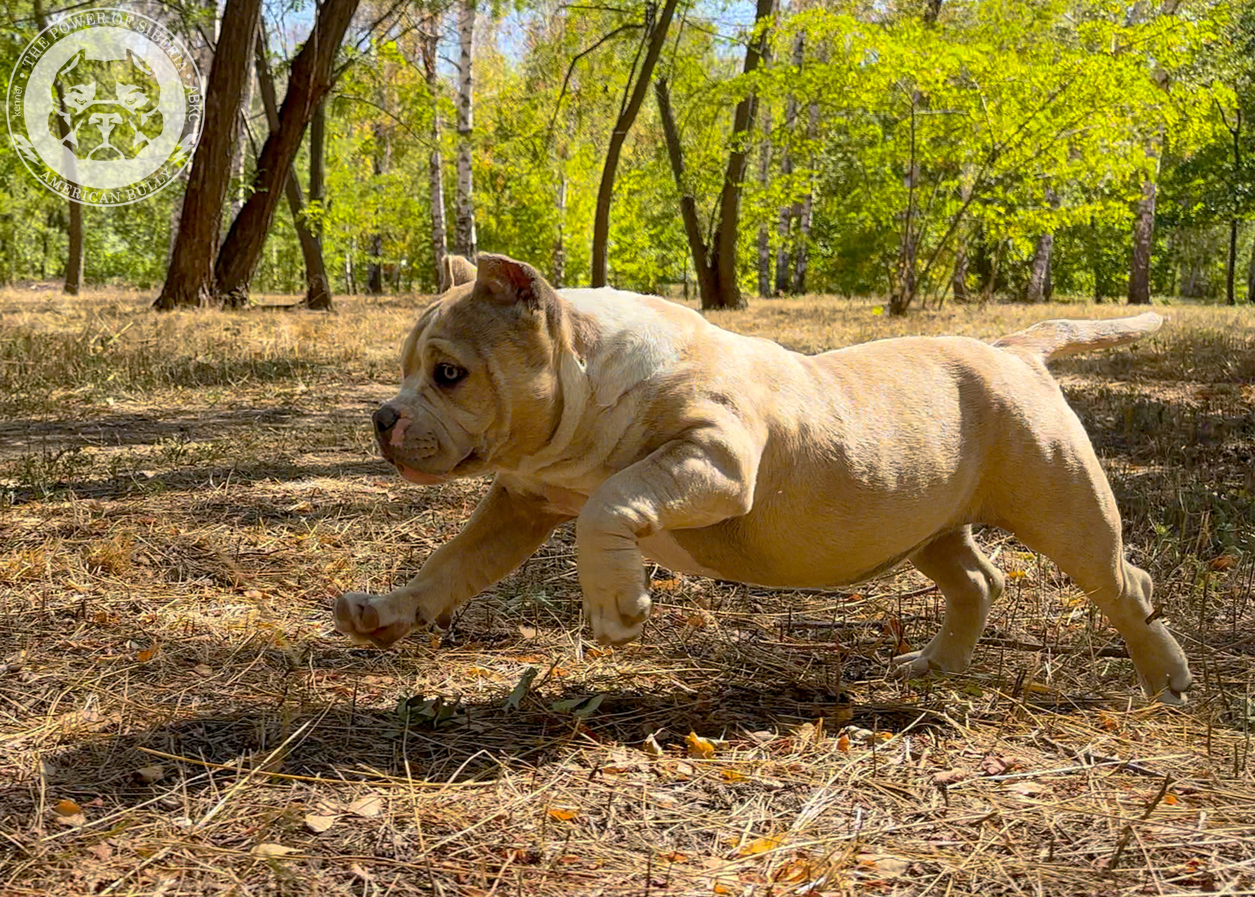 Помет Каспер и Тагира. 21.04.25. Американский Булли в г. Ростов-на-Дону. Питомник THE POWER OF SIBERIA