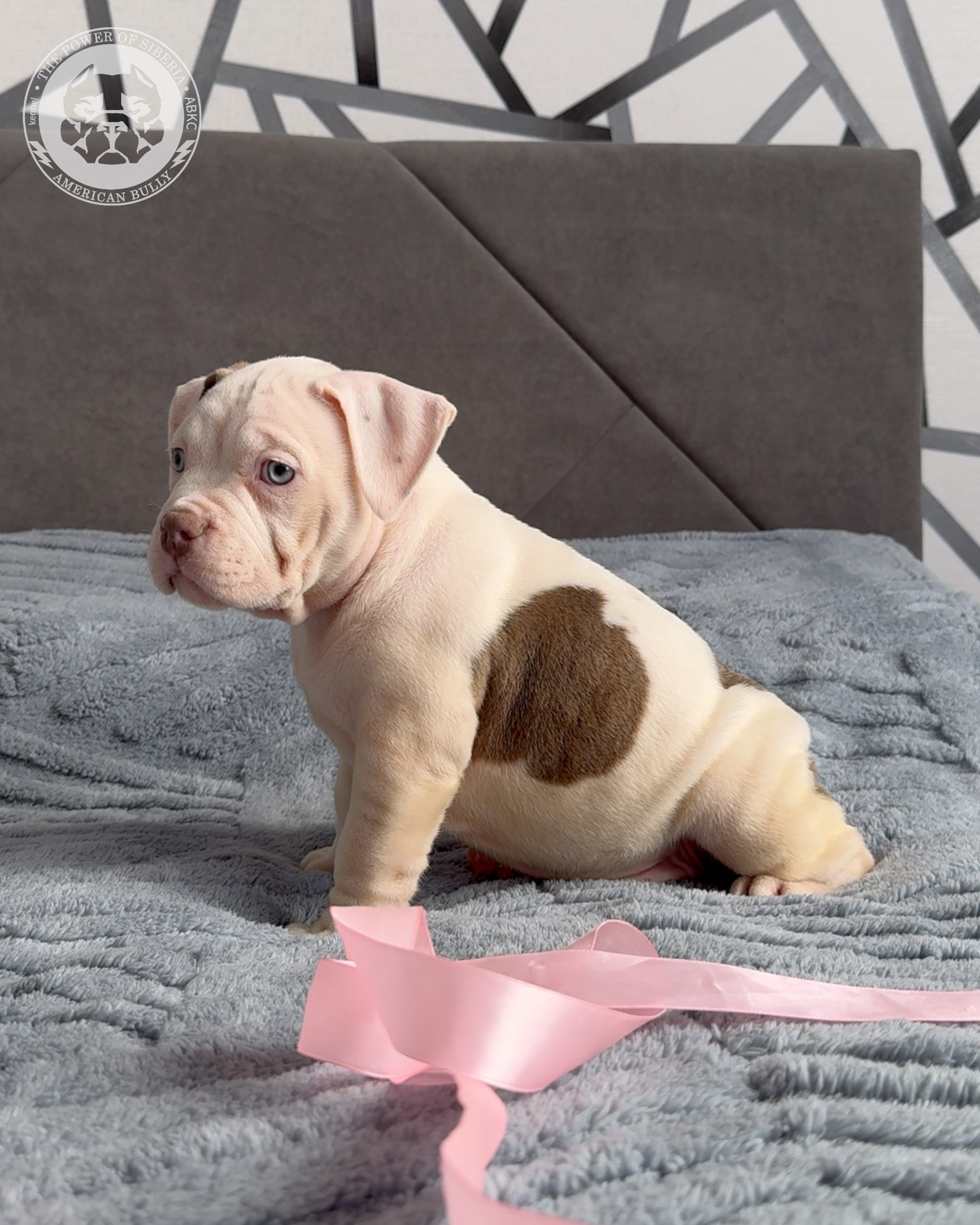 Свободные щенки Американский Булли, в типах покет, классик, стандарт. Американский Булли в г. Ростов-на-Дону. Питомник THE POWER OF SIBERIA