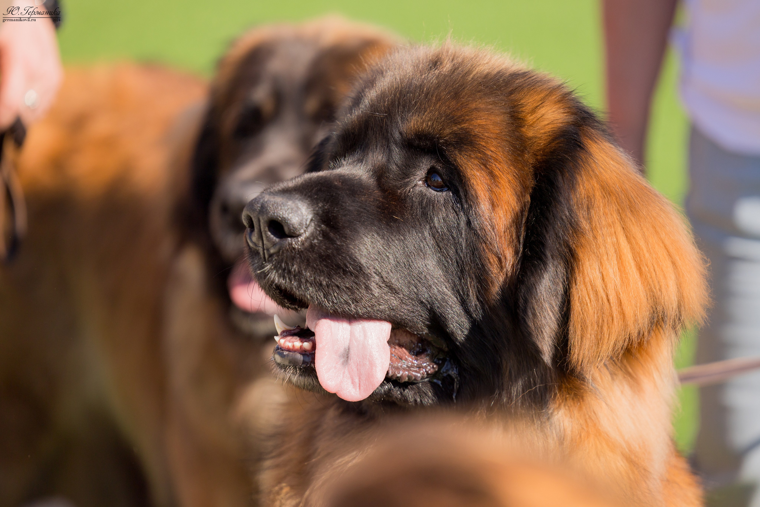 Суздаль 18-19.05.2024. Фотограф-анималист Юлия Германика