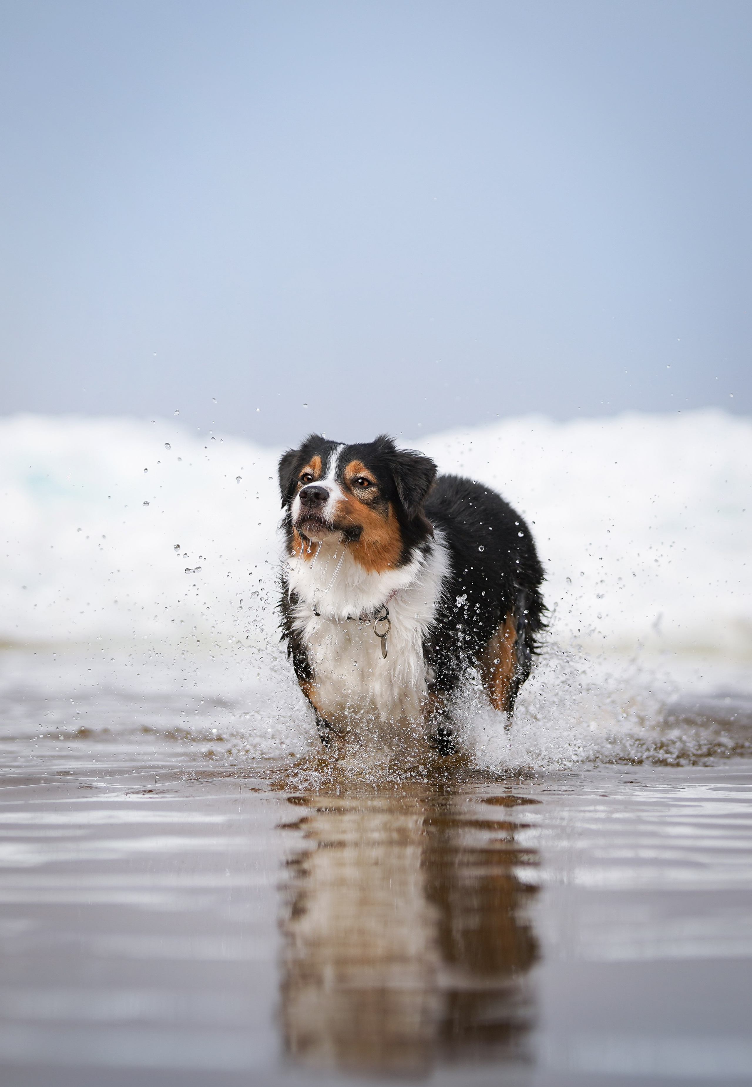 Аусси на Ладоге. Фотограф-анималист в Санкт-Петербурге Яна Мартынова