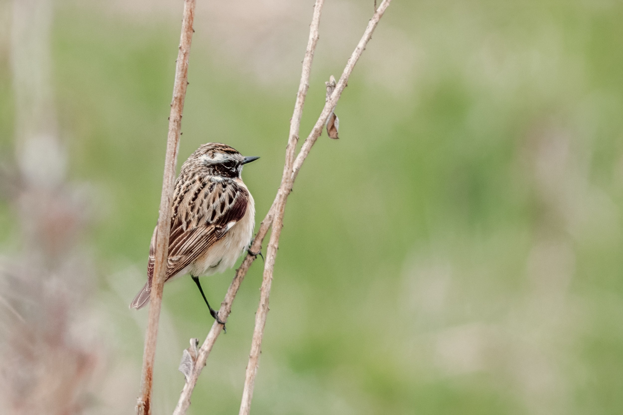 Луговой чекан в профиль, отчётливо видны тёмные полосы на спине.