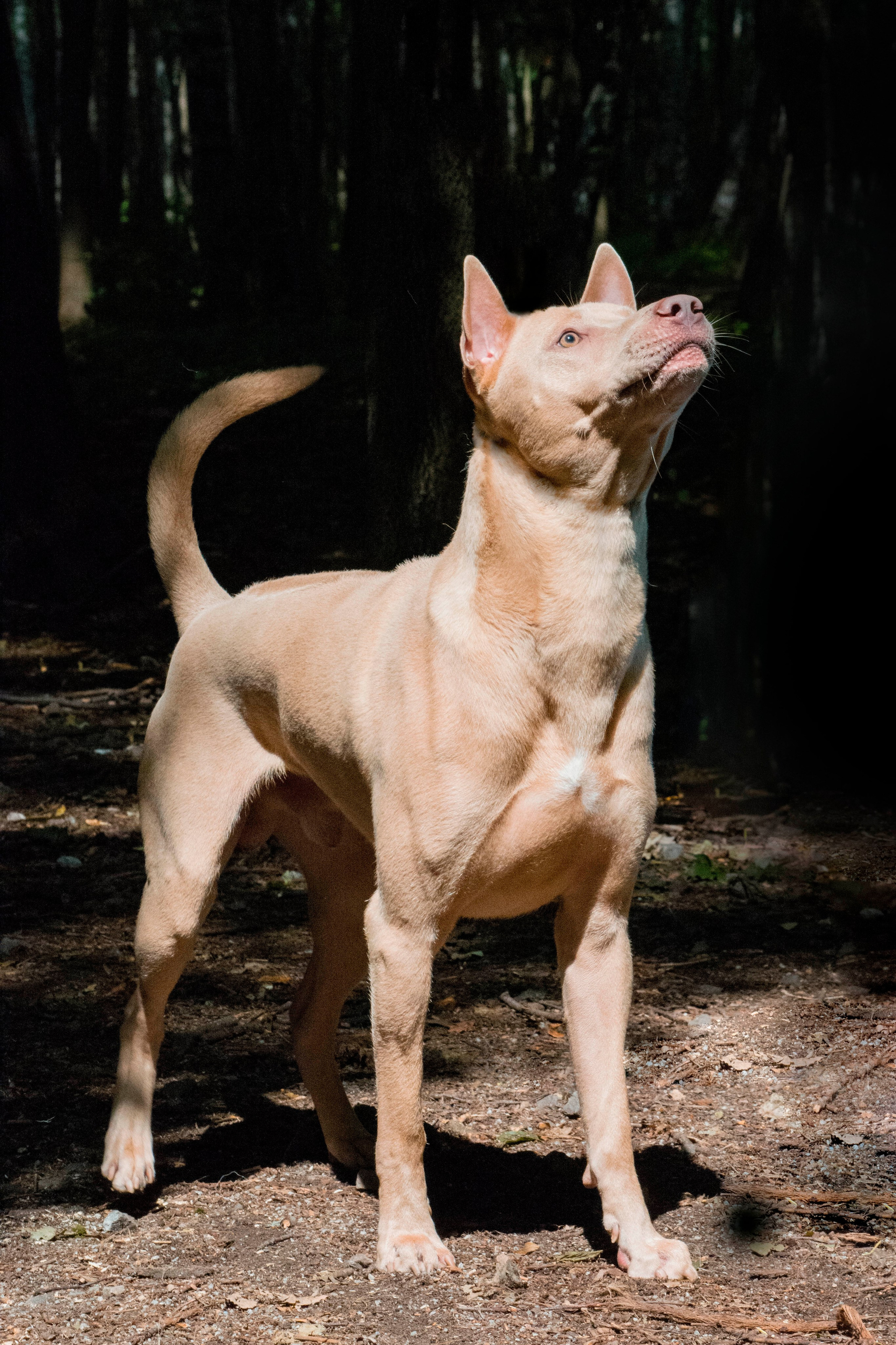 Animals. Фотограф Евгения Саботаж в г. Москва