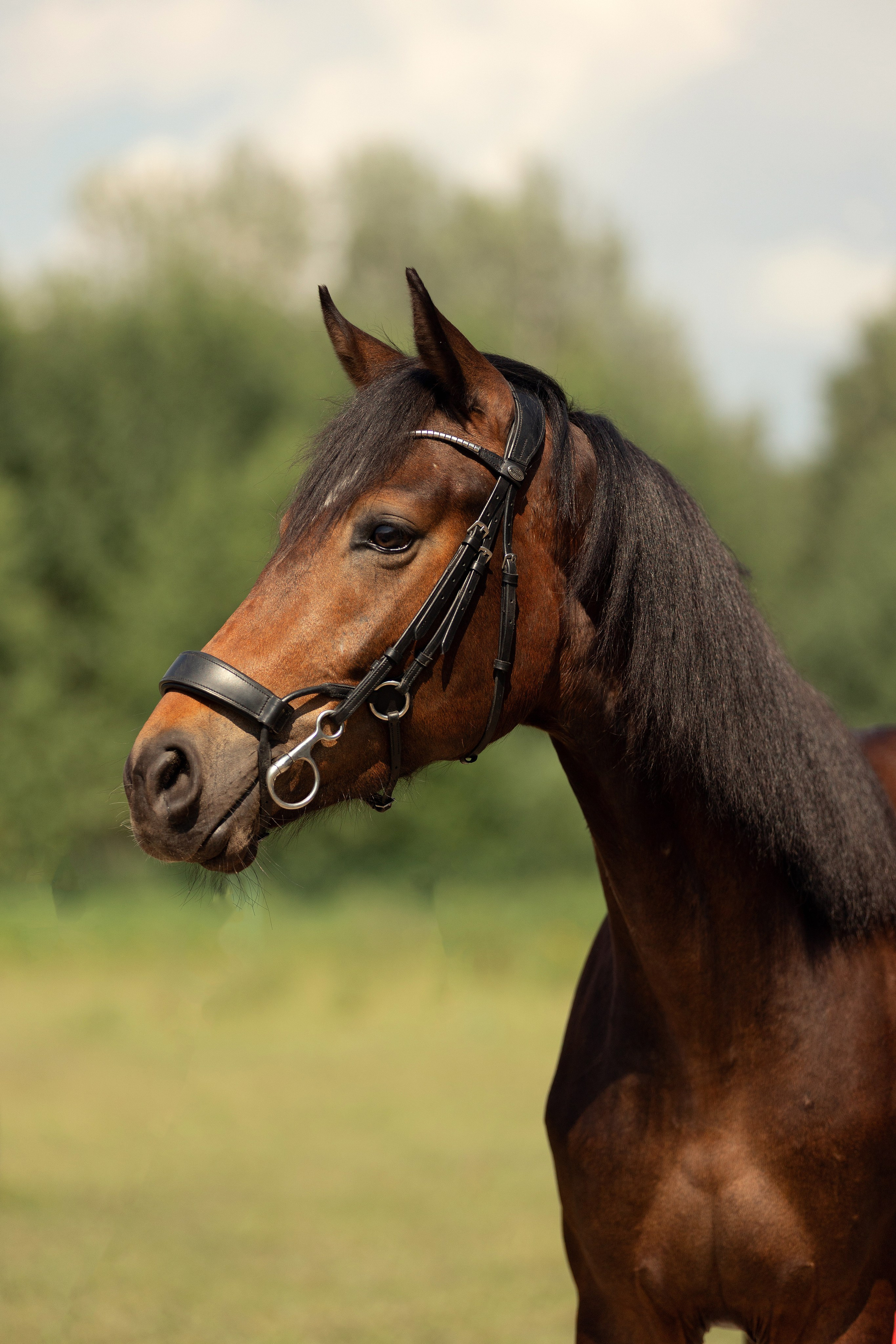 Лошади. Конный фотограф Валынкина Лера