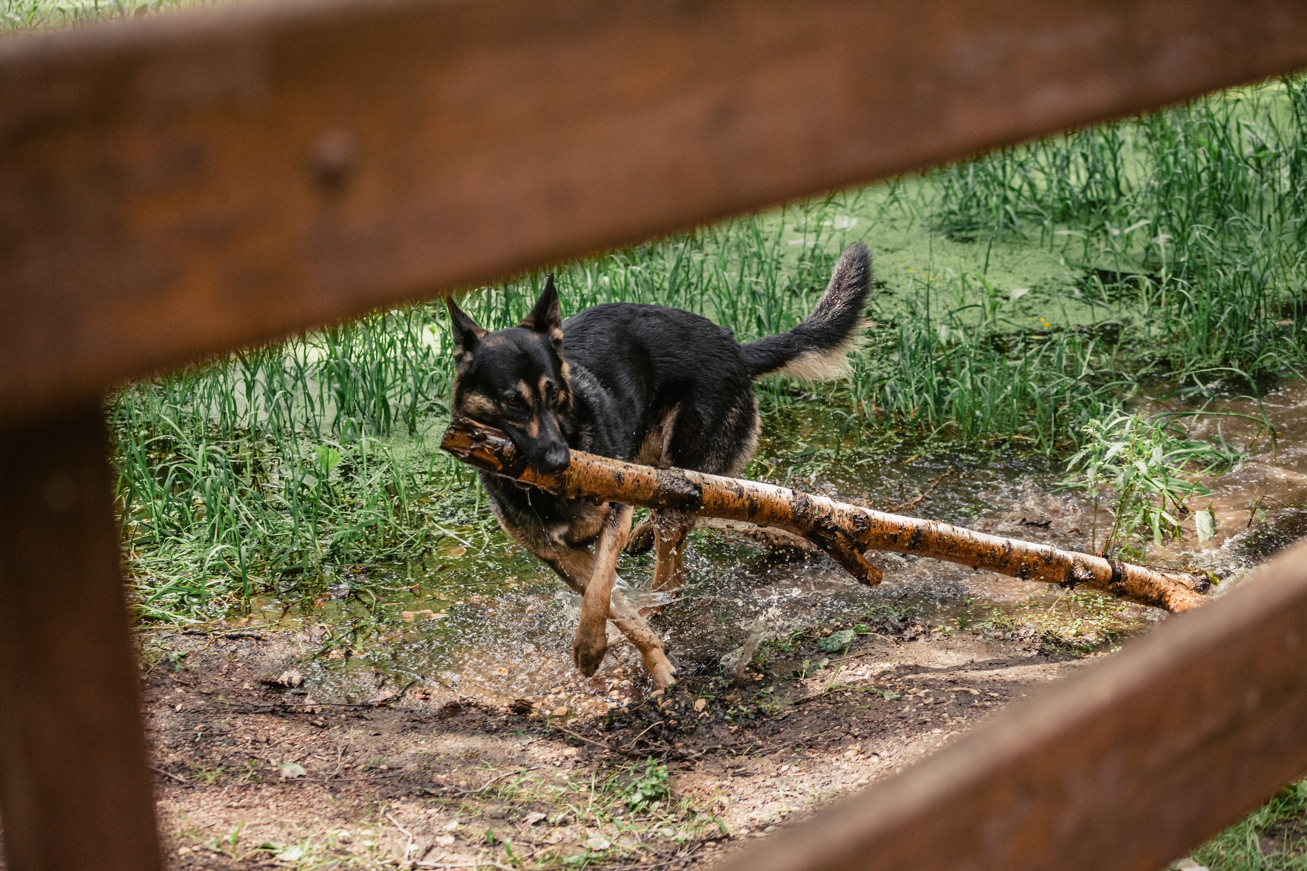 Лесная летняя фотопрогулка. Фотограф-анималист Татьяна Степанова