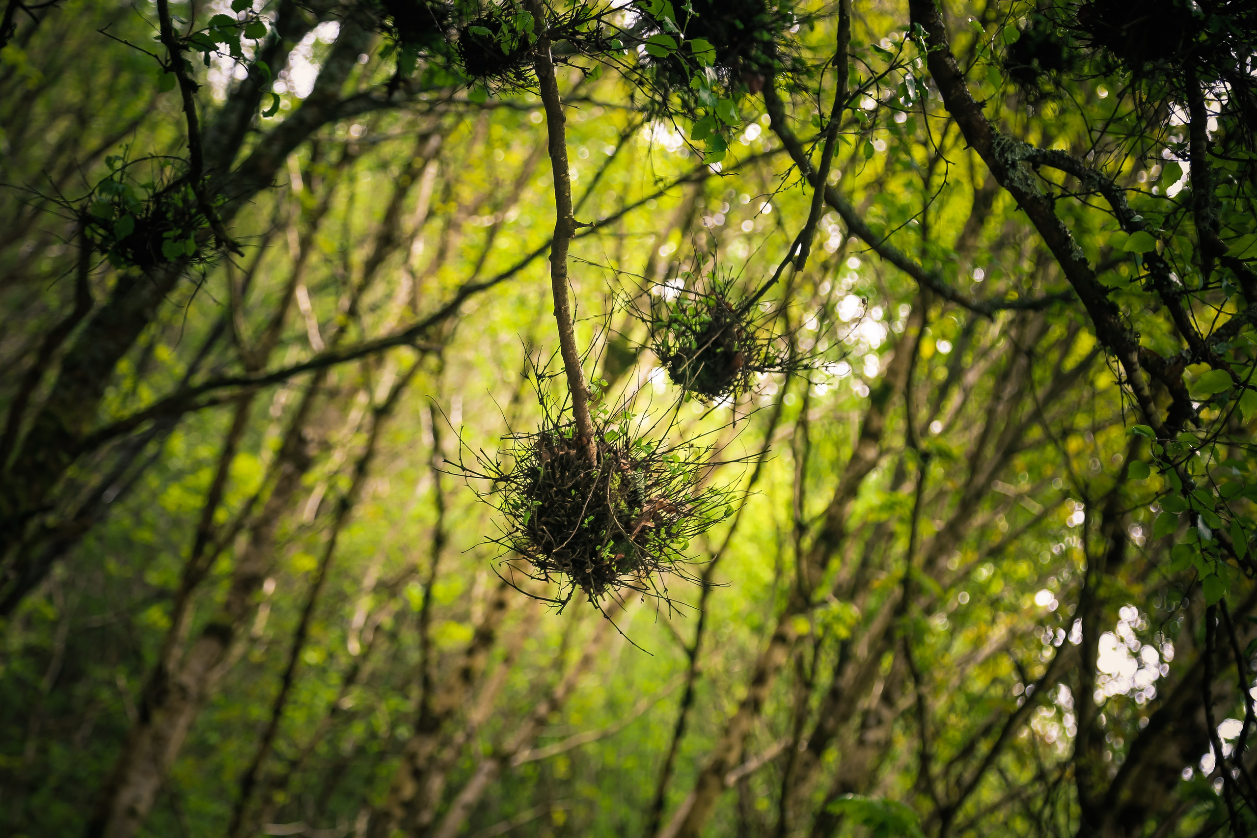 Ирландия: Горы Уиклоу. Дарья Письменюк / Darya Leitstern — фотограф, музыкант, журналист, путешественник